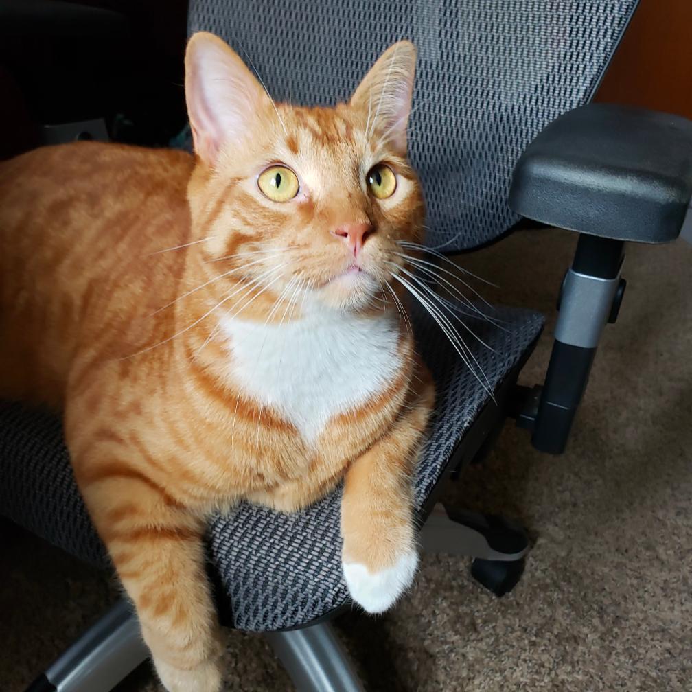 Kronk, a Adoptable Domestic Short Hair in St. Paul, MN image 6/6