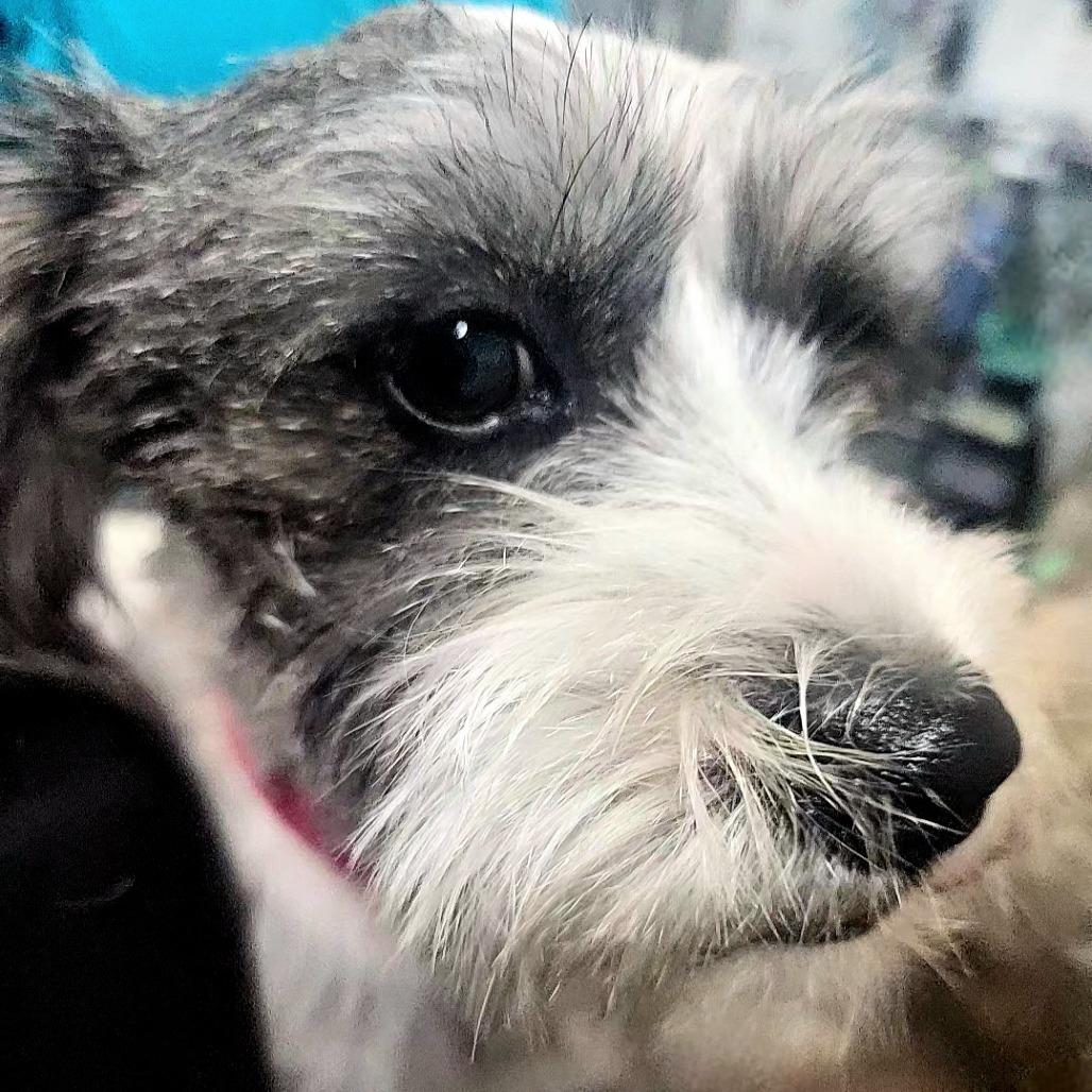 Luna — thumbnail 3