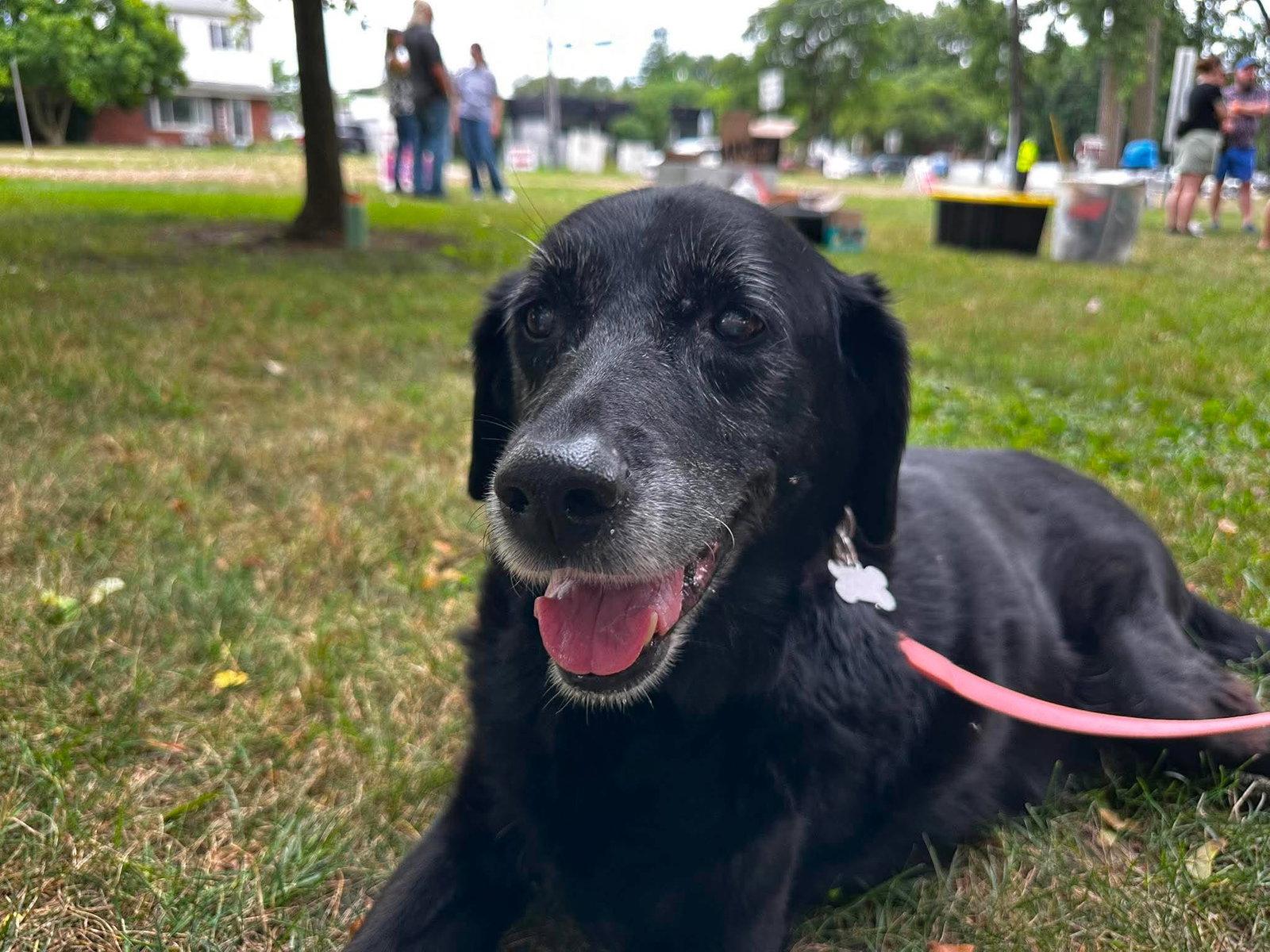 Enlarge Lilypad, a Adoptable Labrador Retriever in Livonia, MI image 1/3