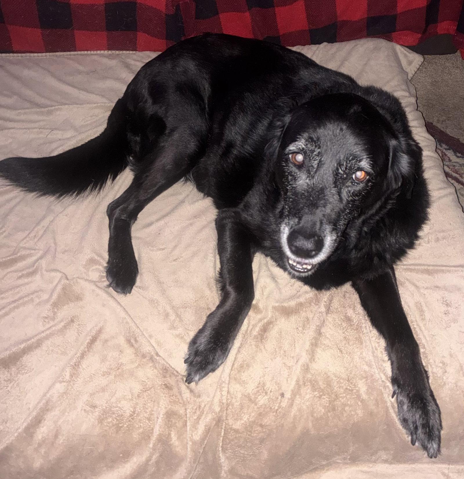 Enlarge Lilypad, a Adoptable Labrador Retriever in Livonia, MI image 2/3