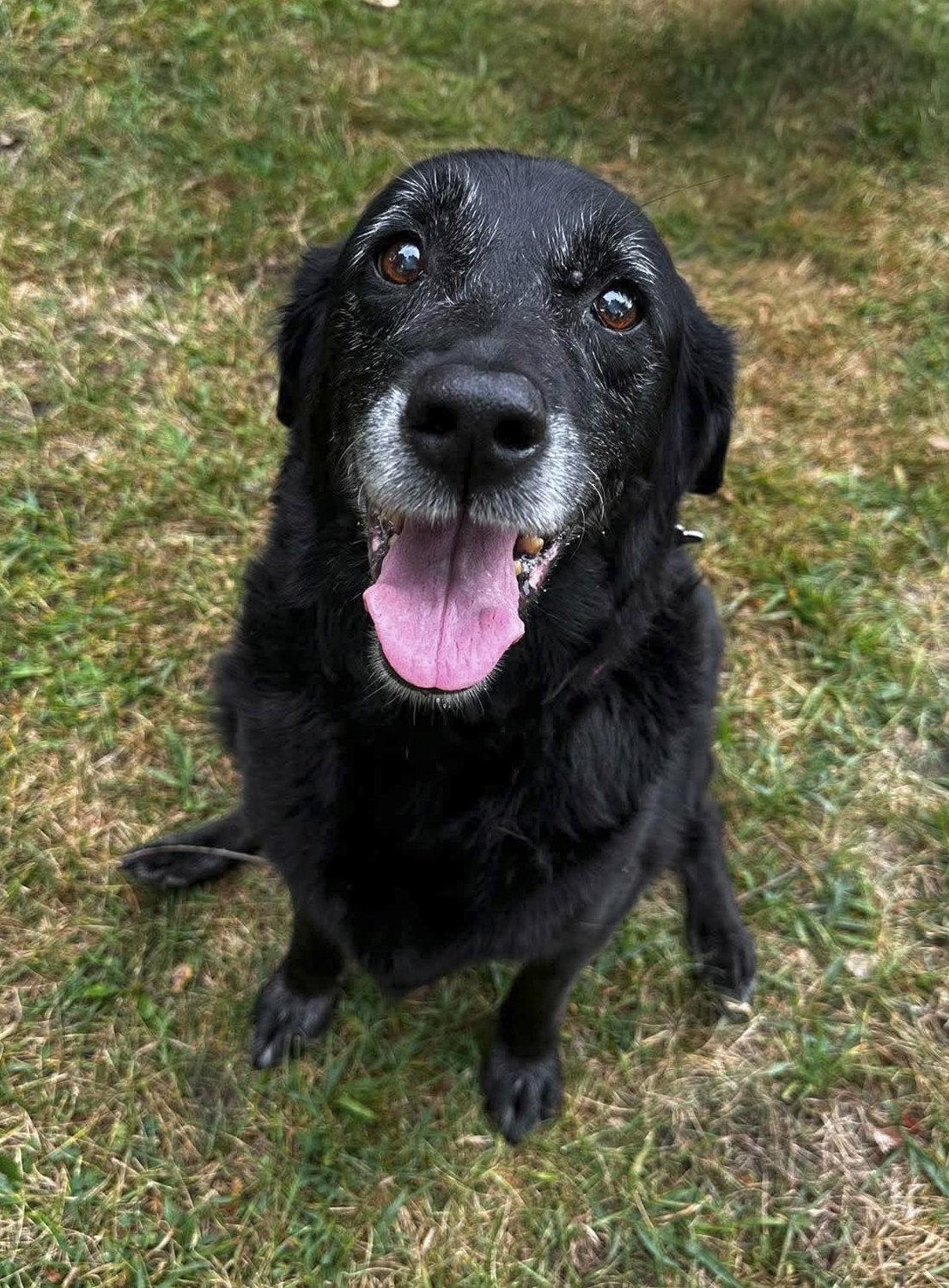 Enlarge Lilypad, a Adoptable Labrador Retriever in Livonia, MI image 3/3