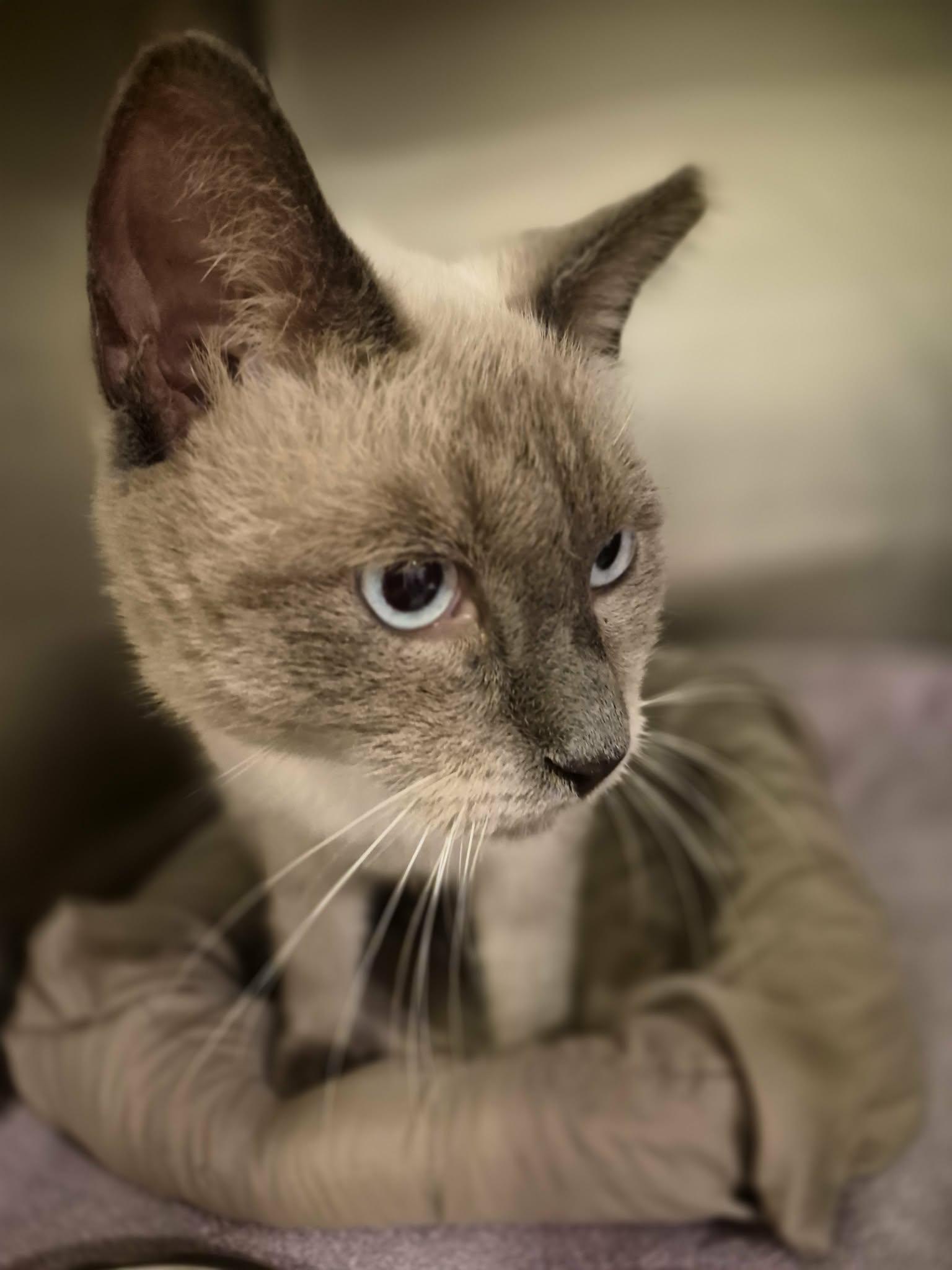Enlarge Tippy, a Adopted Siamese in West Palm Beach, FL image 2/4