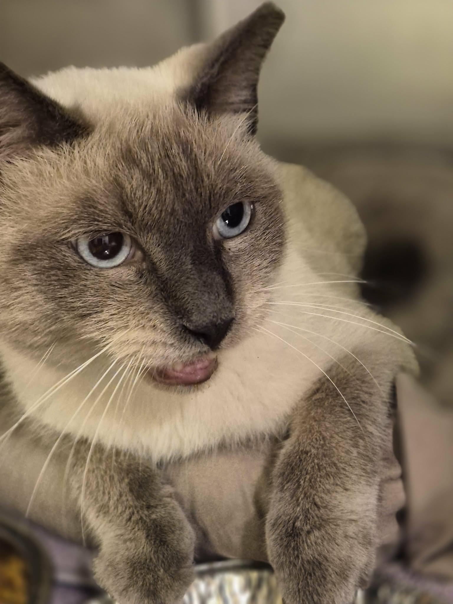 Enlarge Tippy, a Adopted Siamese in West Palm Beach, FL image 4/4