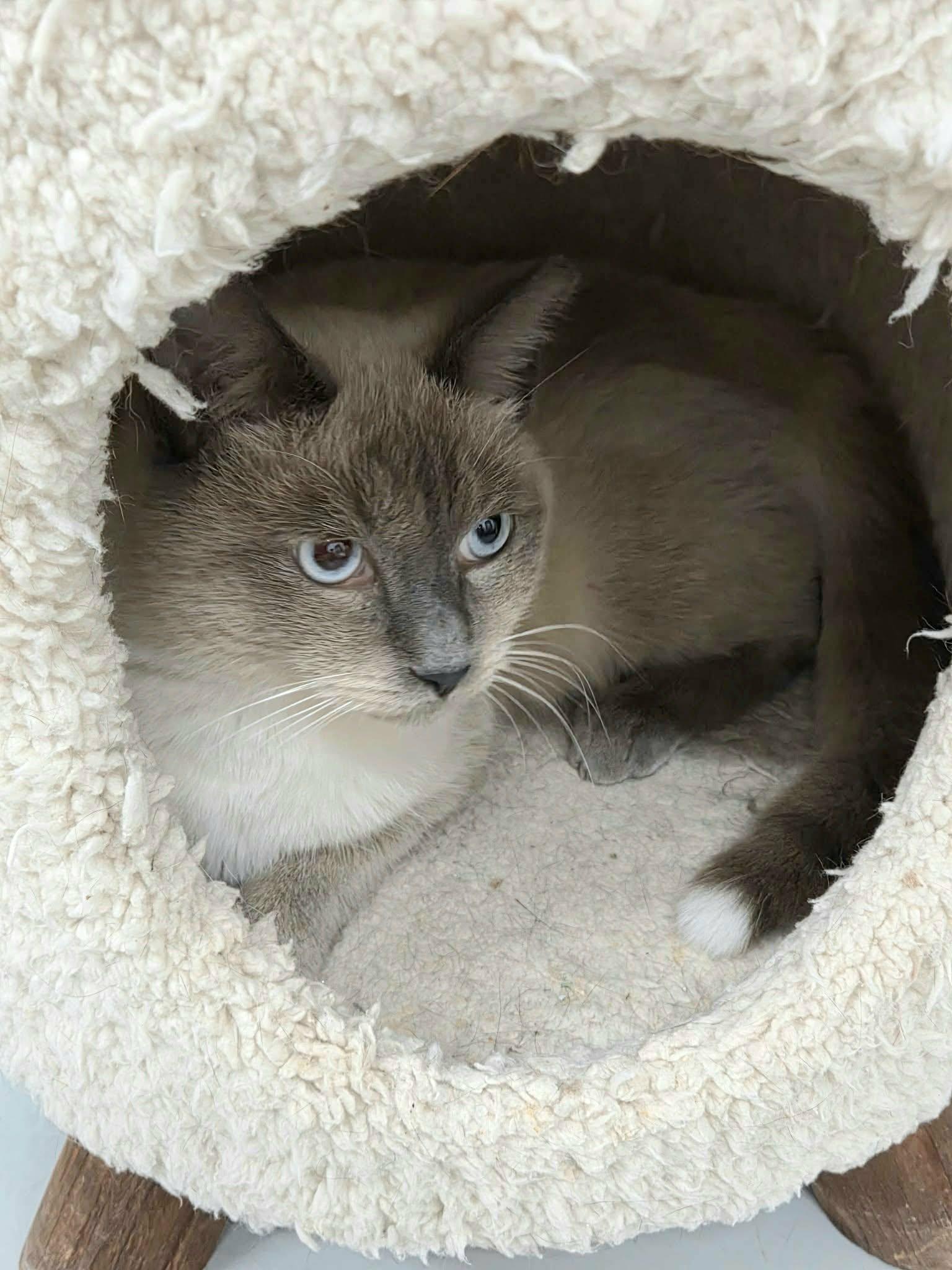 Enlarge Tippy, a Adopted Siamese in West Palm Beach, FL image 1/4