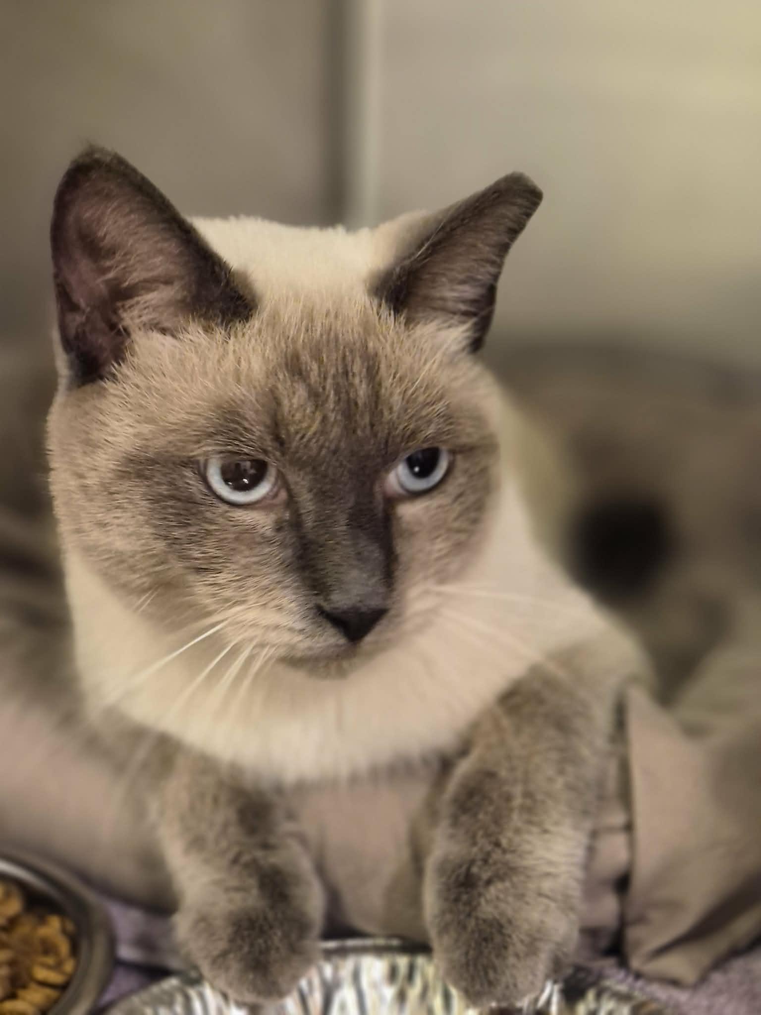 Enlarge Tippy, a Adopted Siamese in West Palm Beach, FL image 3/4