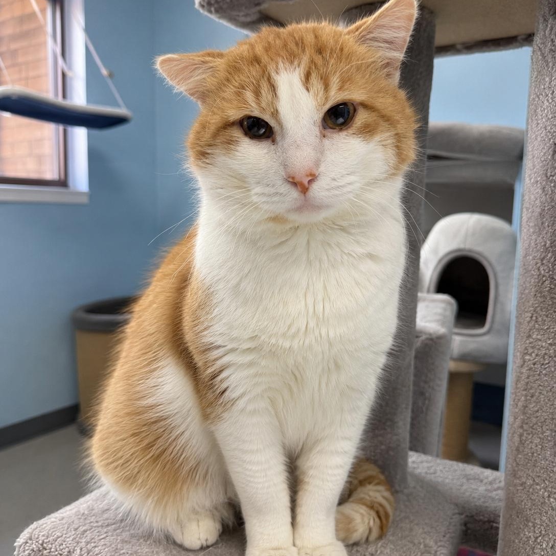Jefferson, ADOPTABLE, Adult Male Domestic Short Hair.