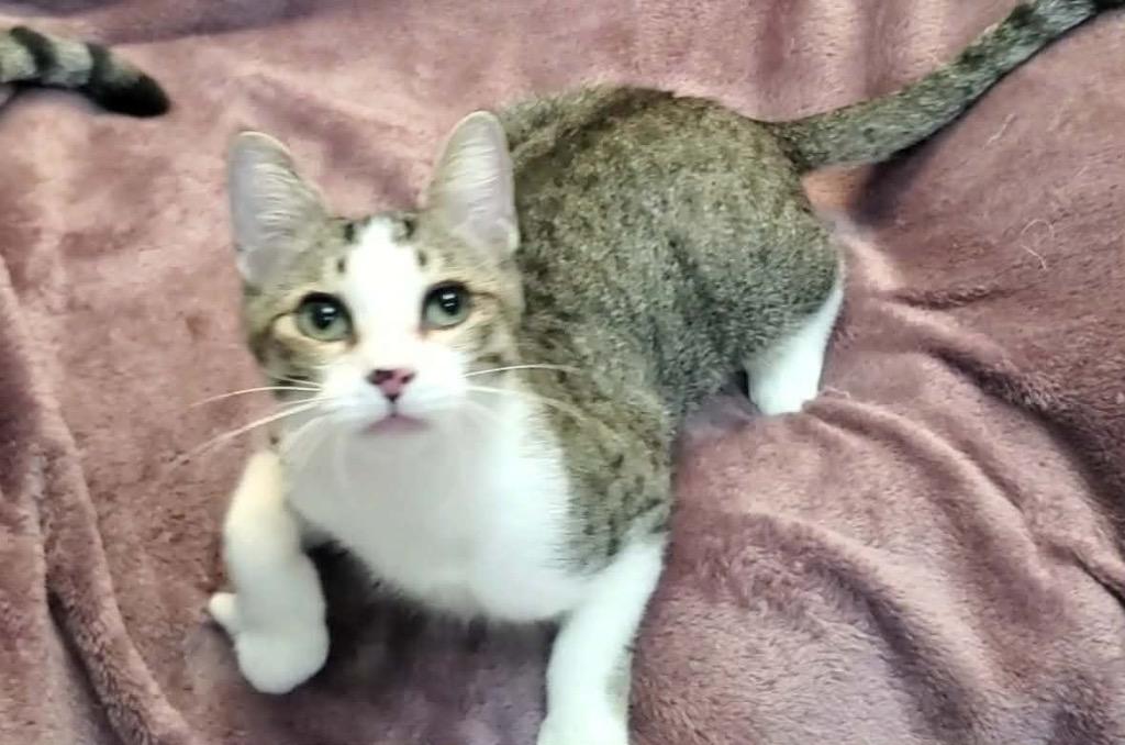 Enlarge Pete, a Adoptable Domestic Short Hair in Orlando, FL image 1/5