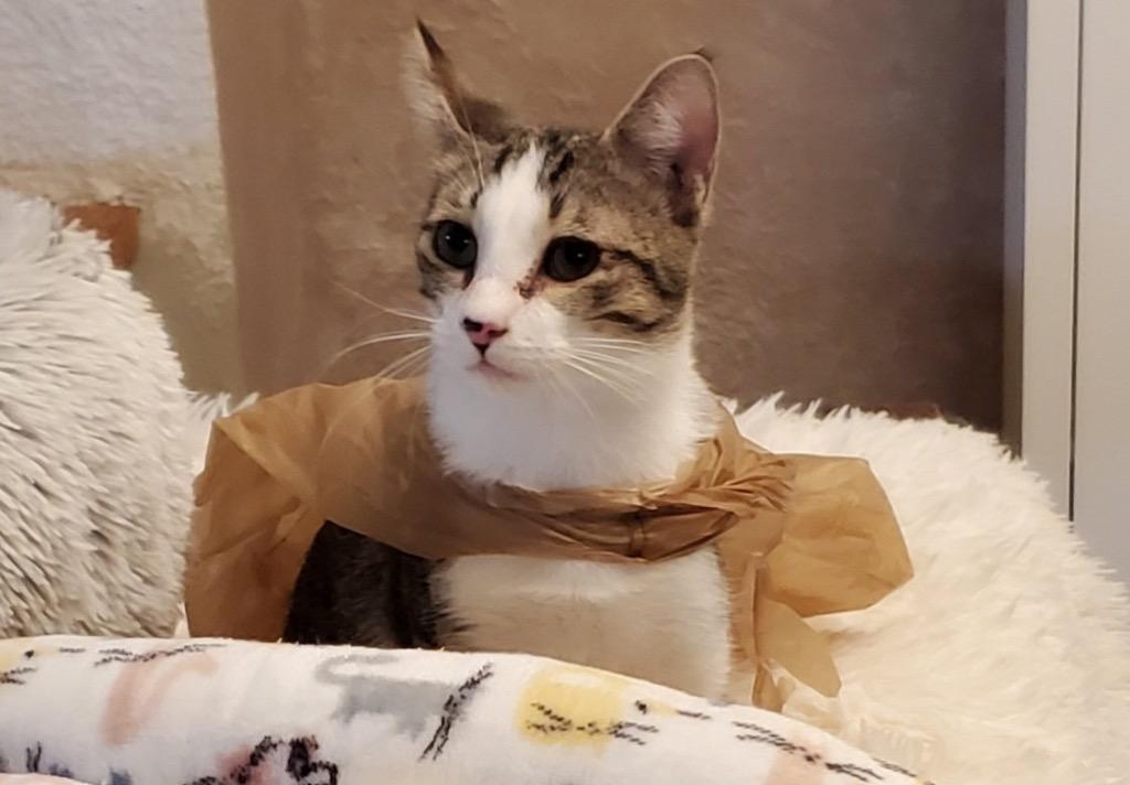 Enlarge Pete, a Adoptable Domestic Short Hair in Orlando, FL image 2/5