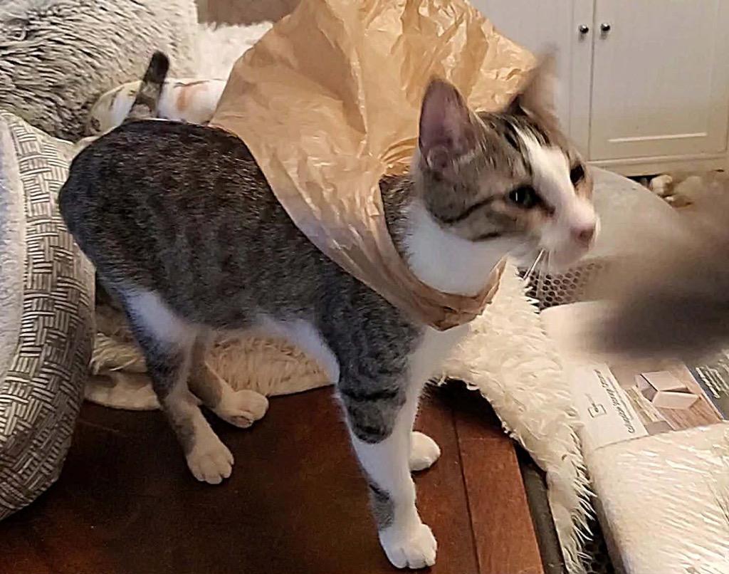 Enlarge Pete, a Adoptable Domestic Short Hair in Orlando, FL image 3/5