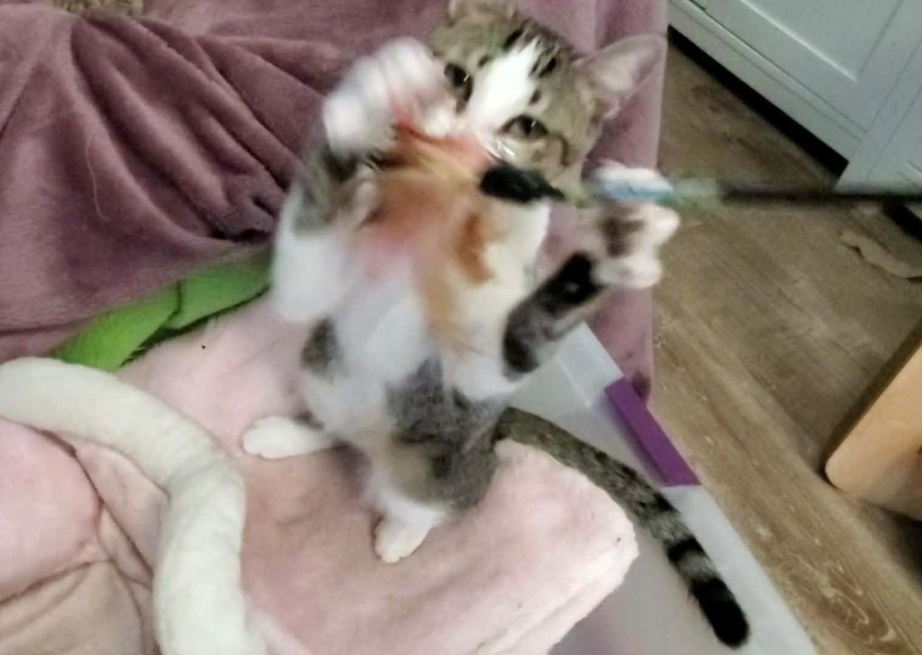 Enlarge Pete, a Adoptable Domestic Short Hair in Orlando, FL image 4/5