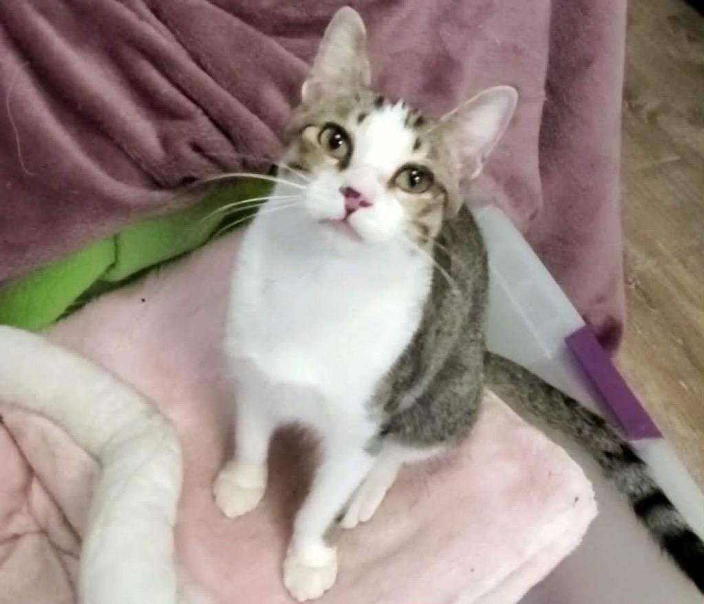 Enlarge Pete, a Adoptable Domestic Short Hair in Orlando, FL image 1/1