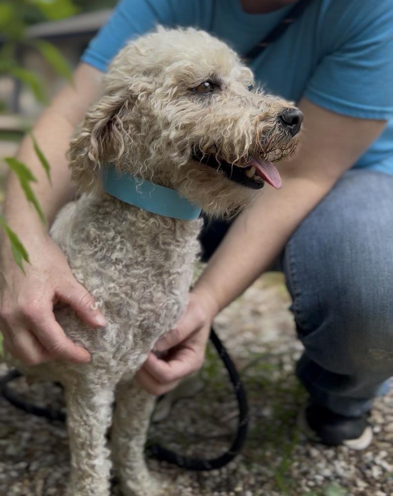 Zoey (ZoZo), Adopted, Adult Female Poodle.
