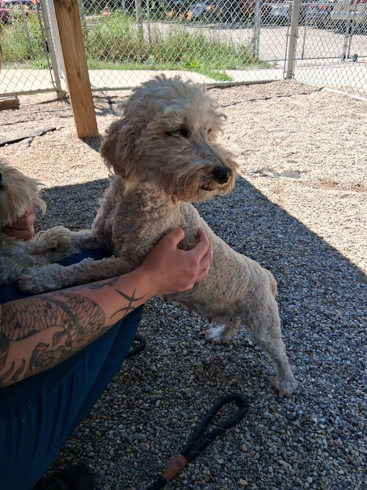 Zoey (ZoZo), a Adopted mixed breed in Muskegon, MI image 2/5