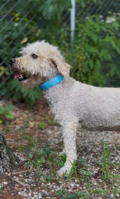 Zoey (ZoZo), a Adopted mixed breed in Muskegon, MI image 3/5