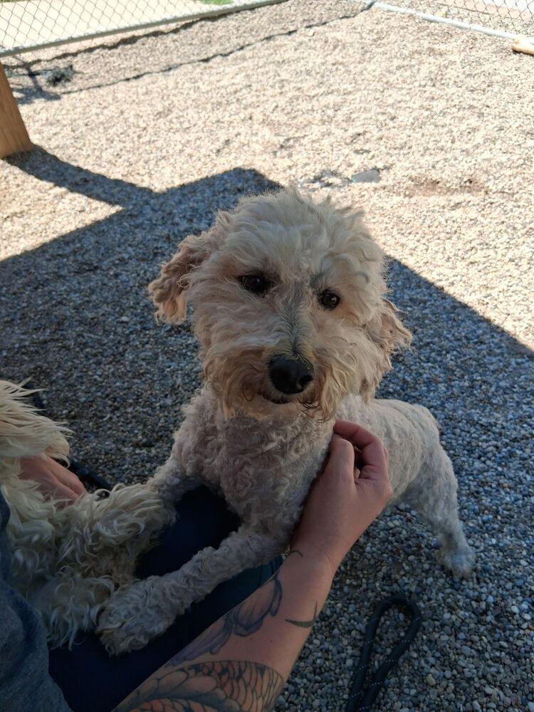 Zoey (ZoZo), a Adopted mixed breed in Muskegon, MI image 5/5
