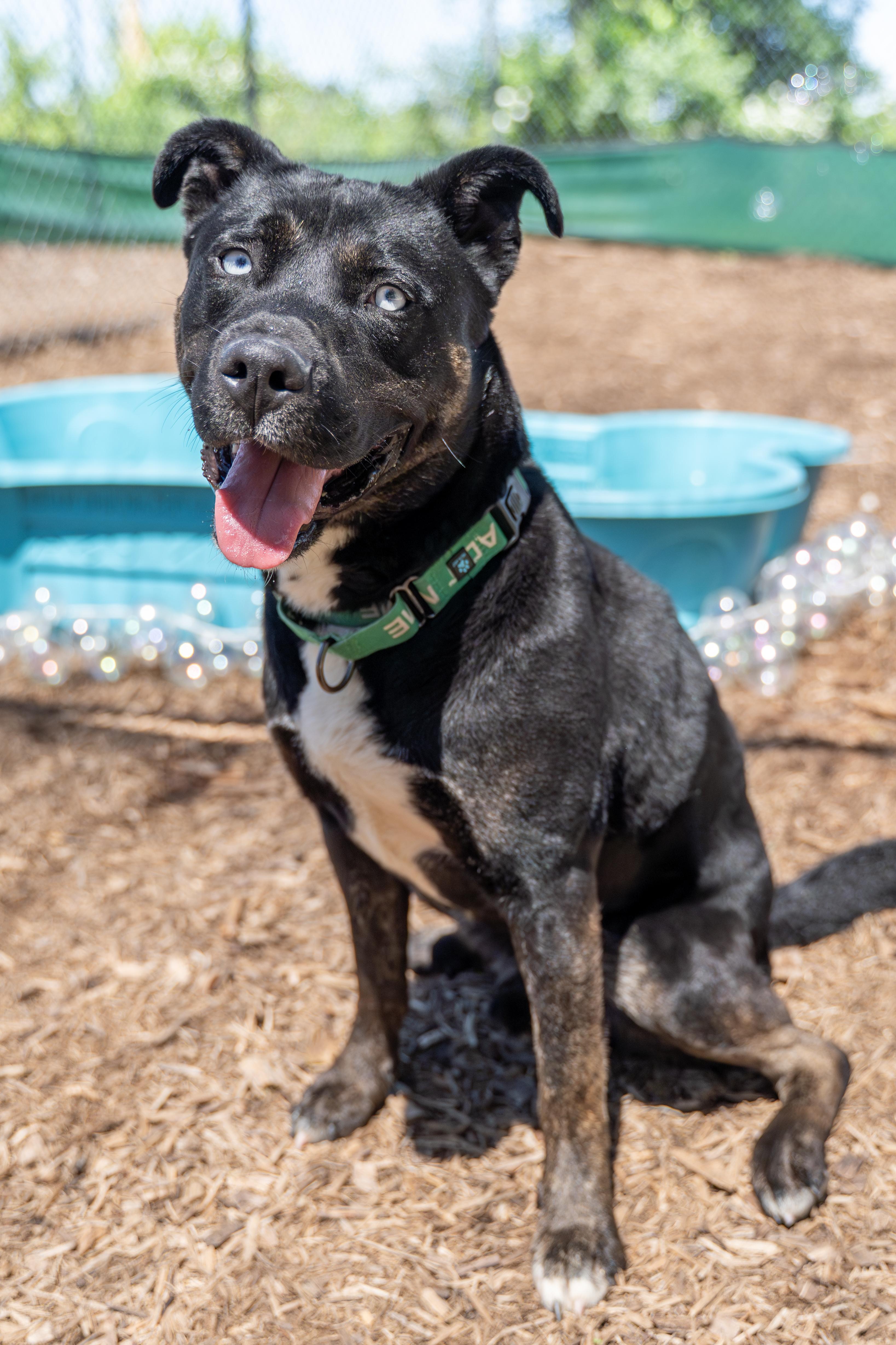 Taz, Adoptable, Adult Male Siberian Husky & Pit Bull Terrier.