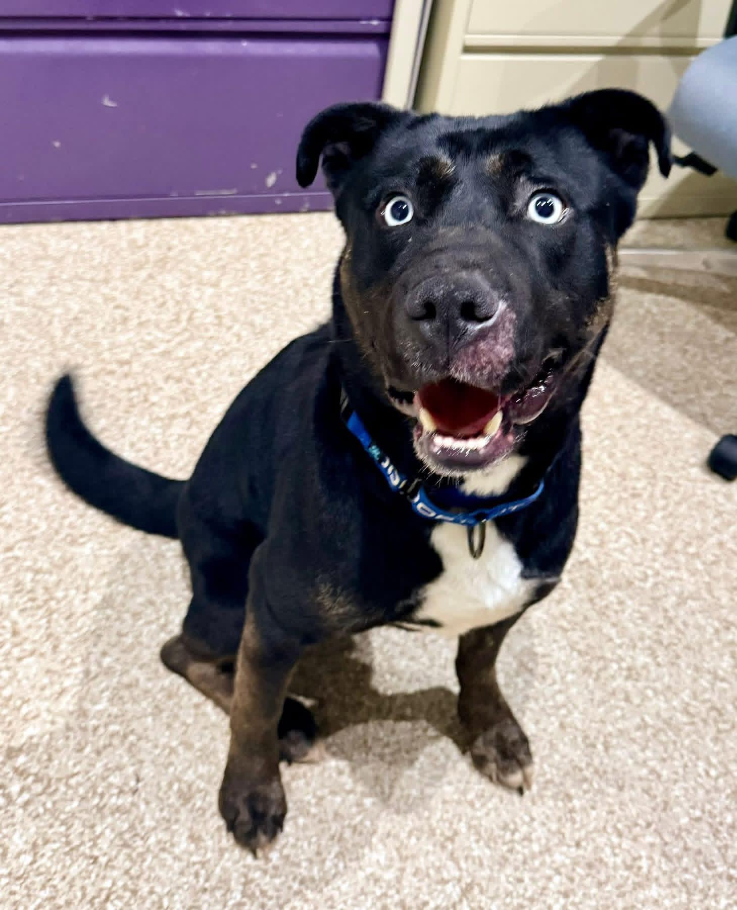 Taz, a Adoptable mixed breed in Dillsburg, PA image 3/6