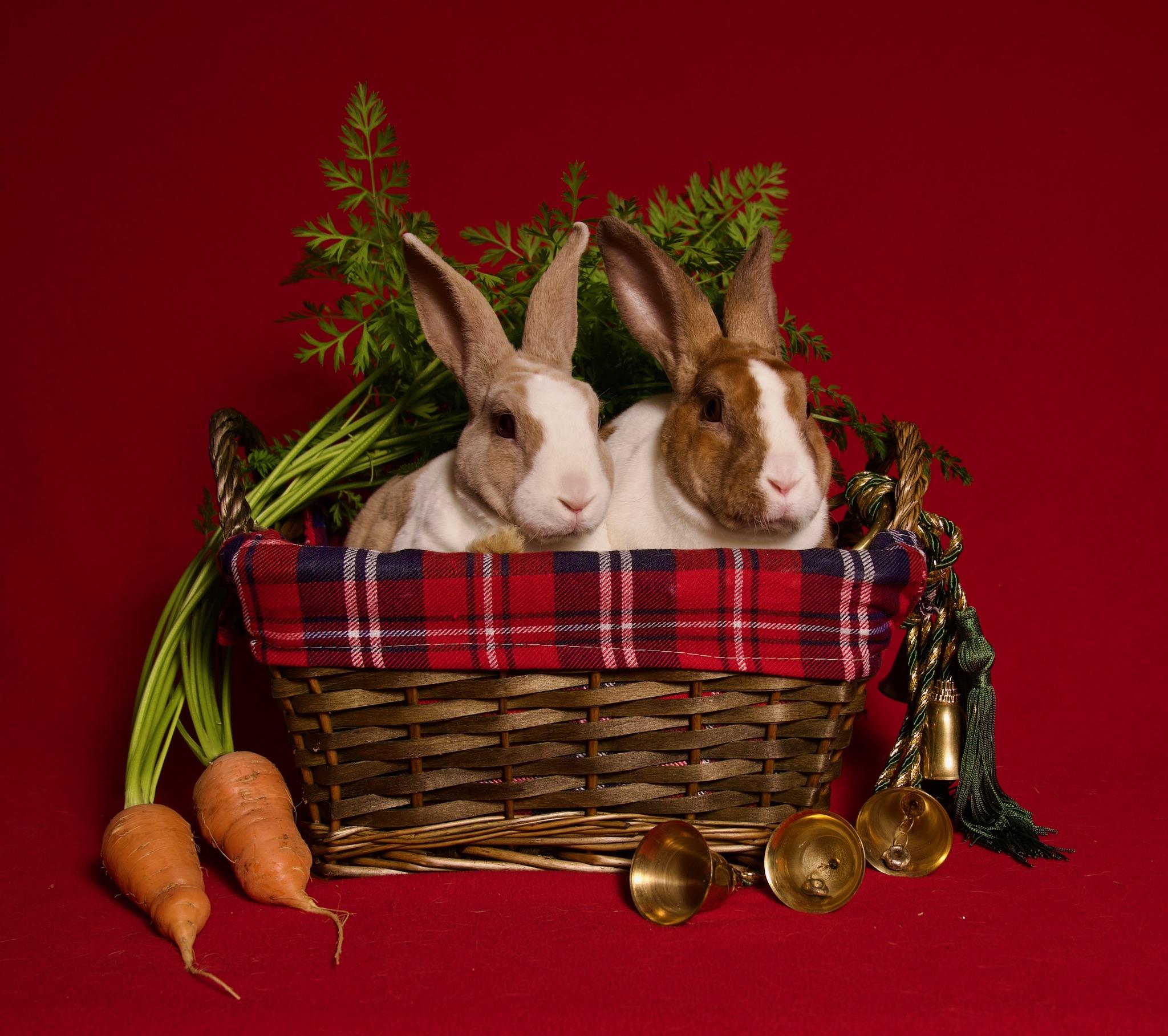 Brioche, Adoptable, Young Male Dutch.