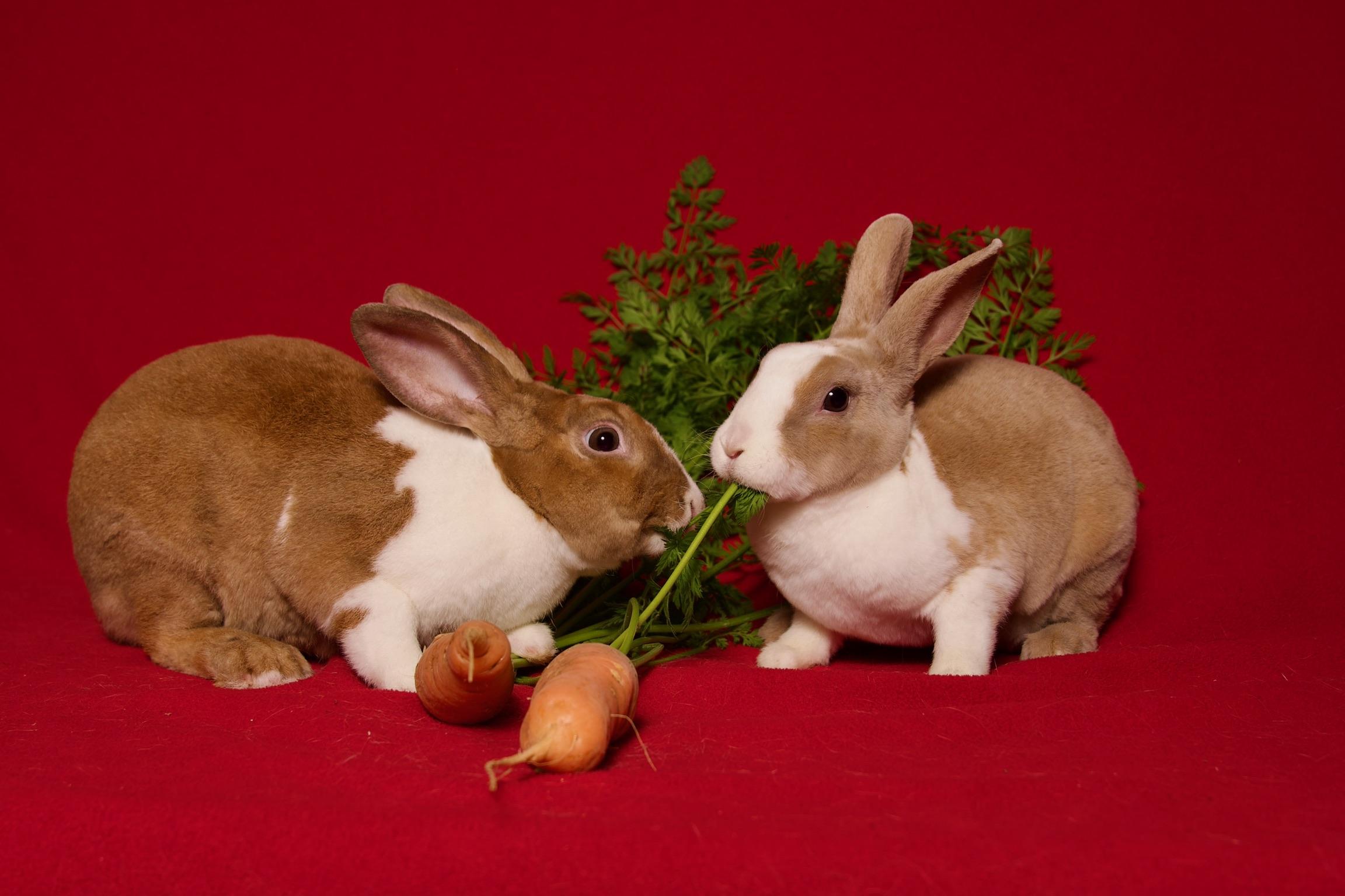 Enlarge Brioche, a Adoptable Dutch in Riverside, CA image 2/5