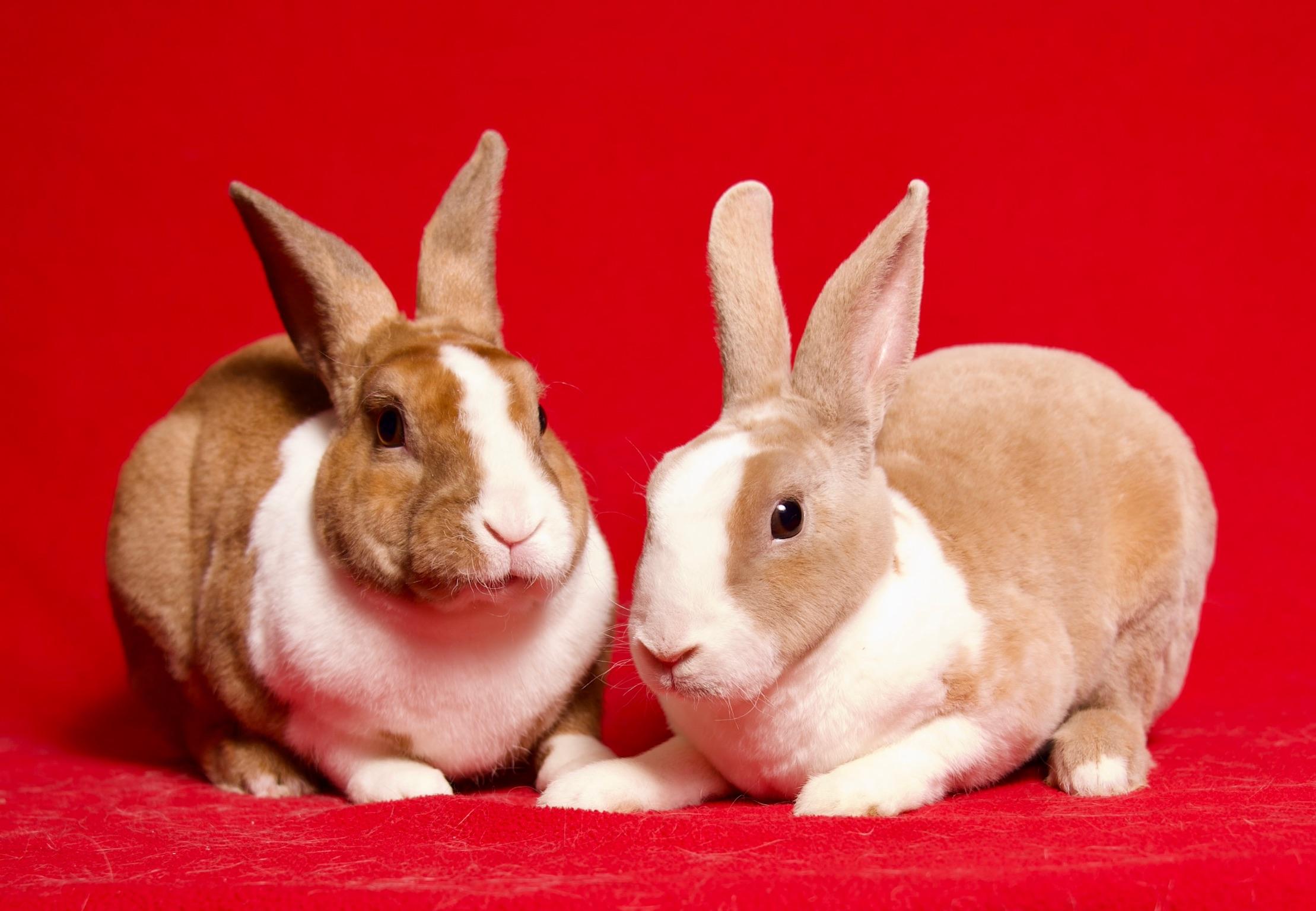 Enlarge Brioche, a Adoptable Dutch in Riverside, CA image 3/5