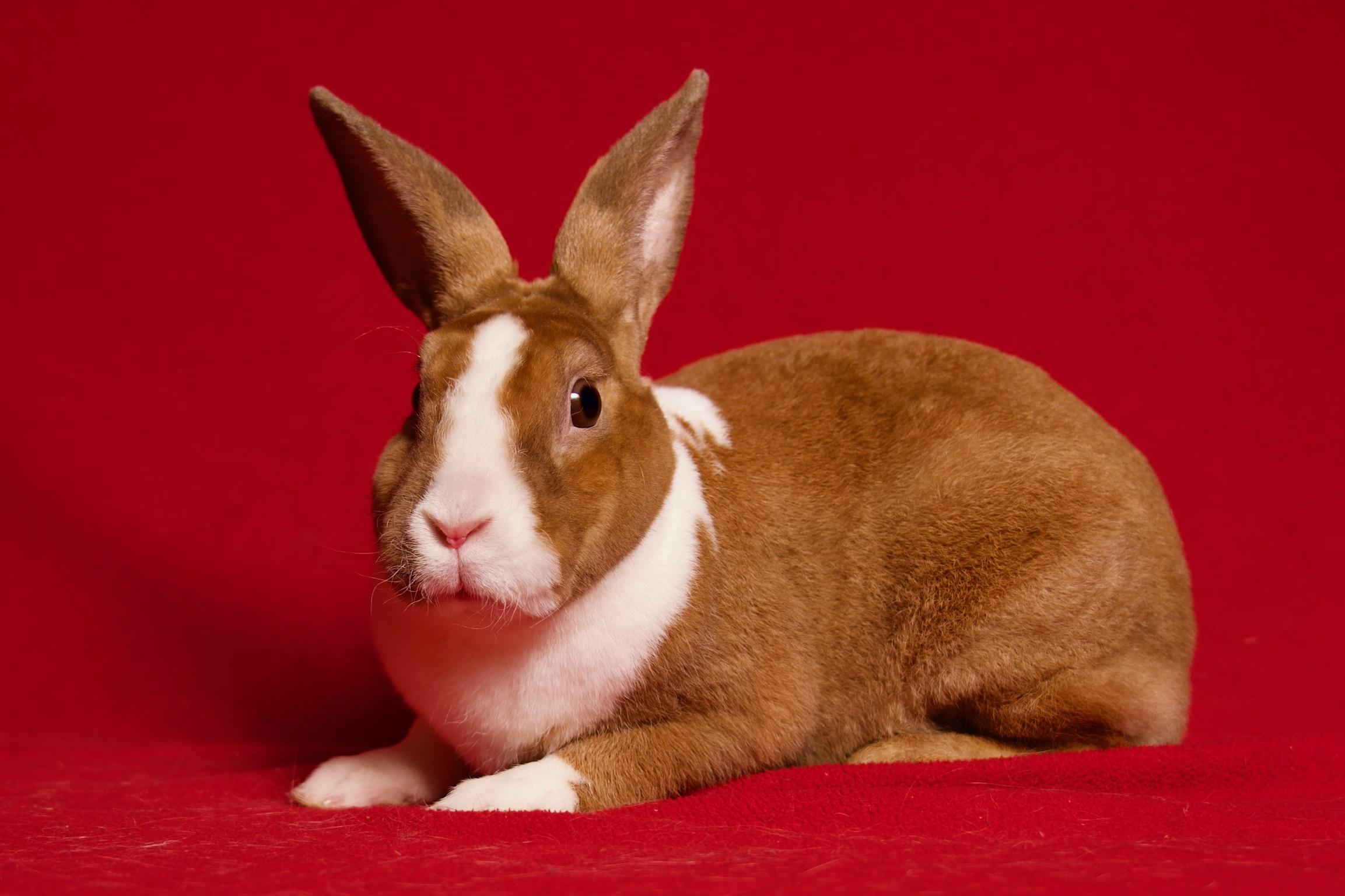 Enlarge Brioche, a Adoptable Dutch in Riverside, CA image 4/5