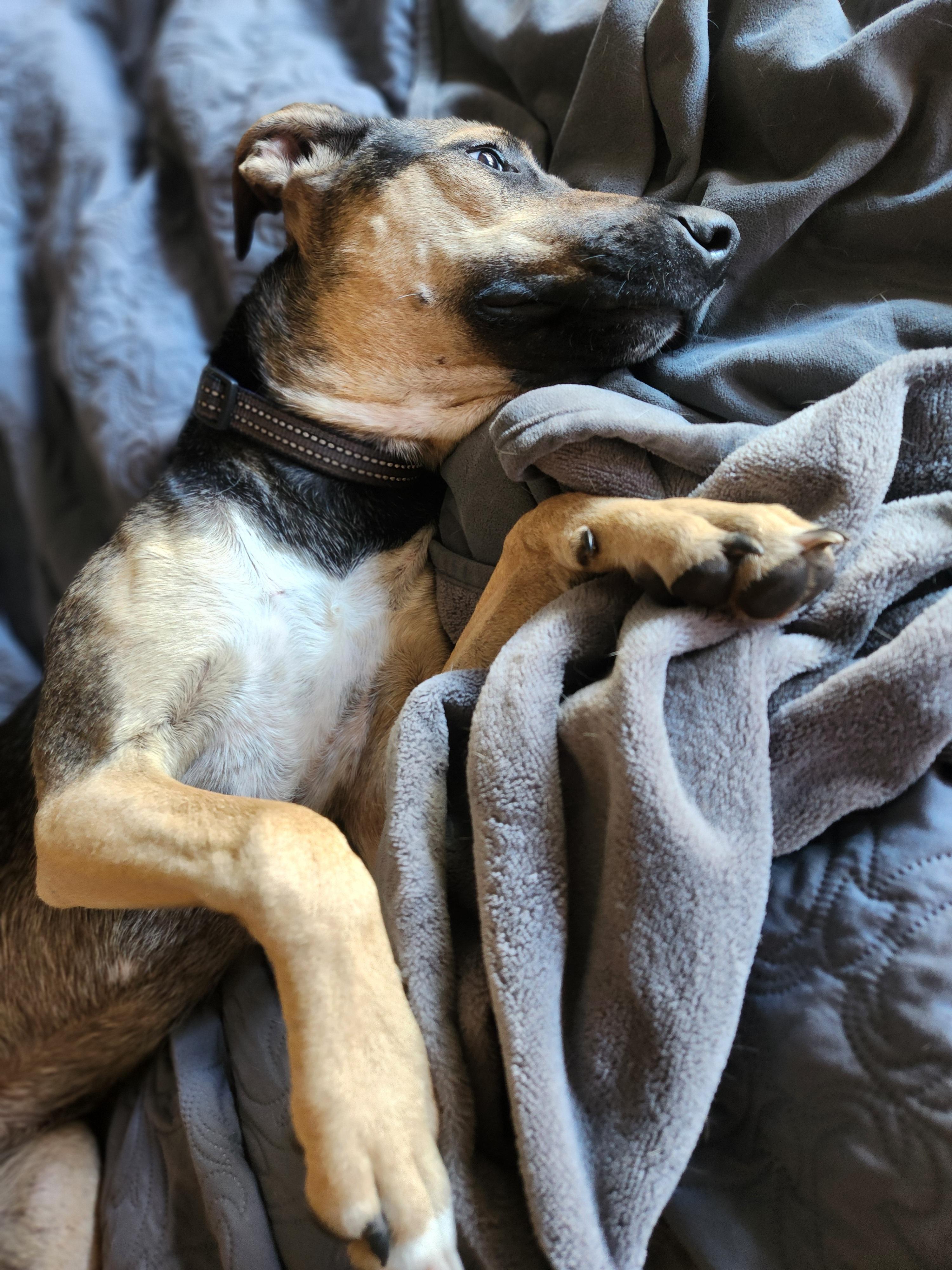 Enlarge Mariah, a Adoptable mixed breed in Killeen, TX image 6/6