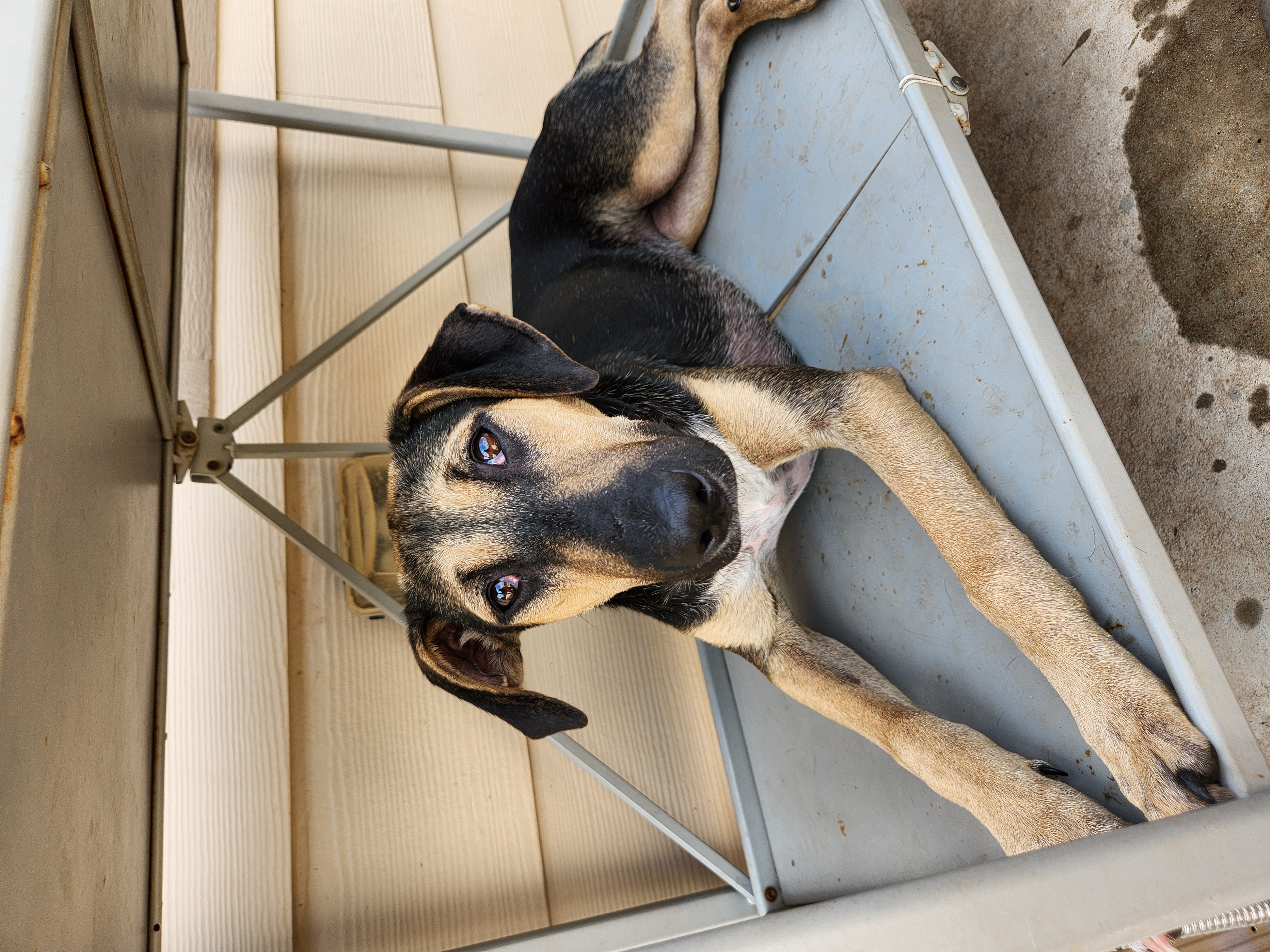 Mariah, Adoptable, Young Female Doberman Pinscher & Australian Cattle Dog / Blue Heeler.