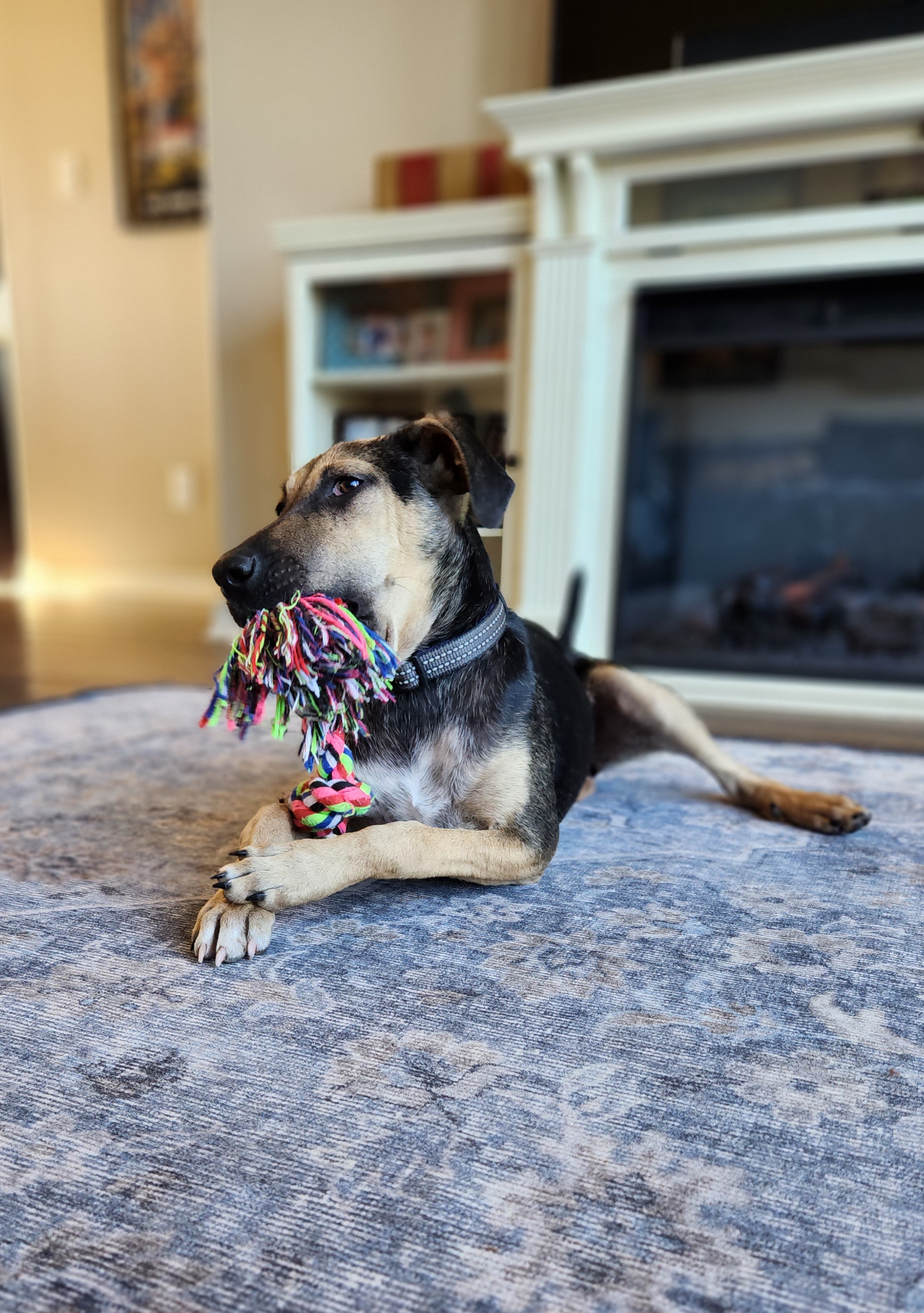 Enlarge Mariah, a Adoptable mixed breed in Killeen, TX image 3/6