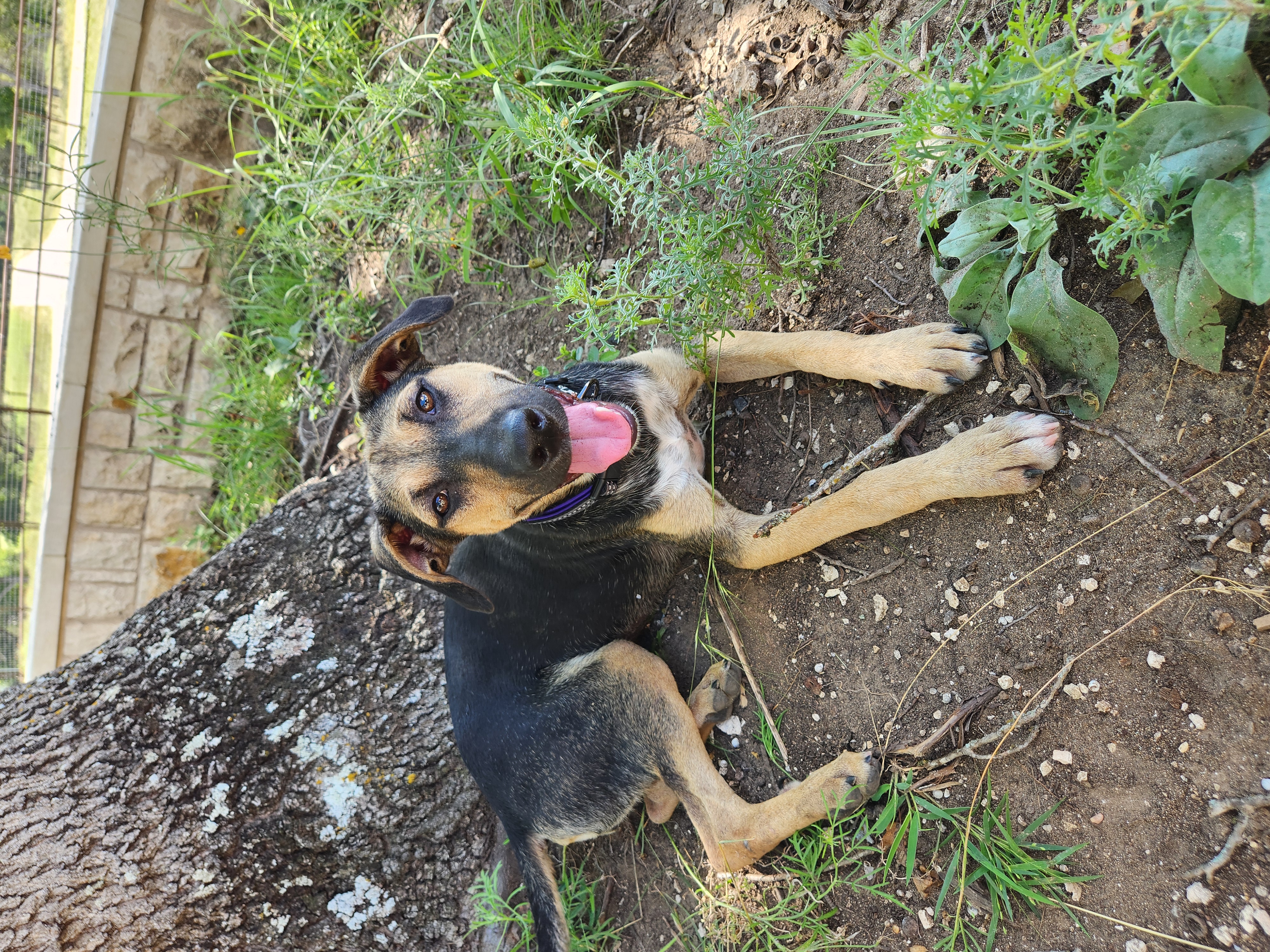 Enlarge Mariah, a Adoptable mixed breed in Killeen, TX image 4/6