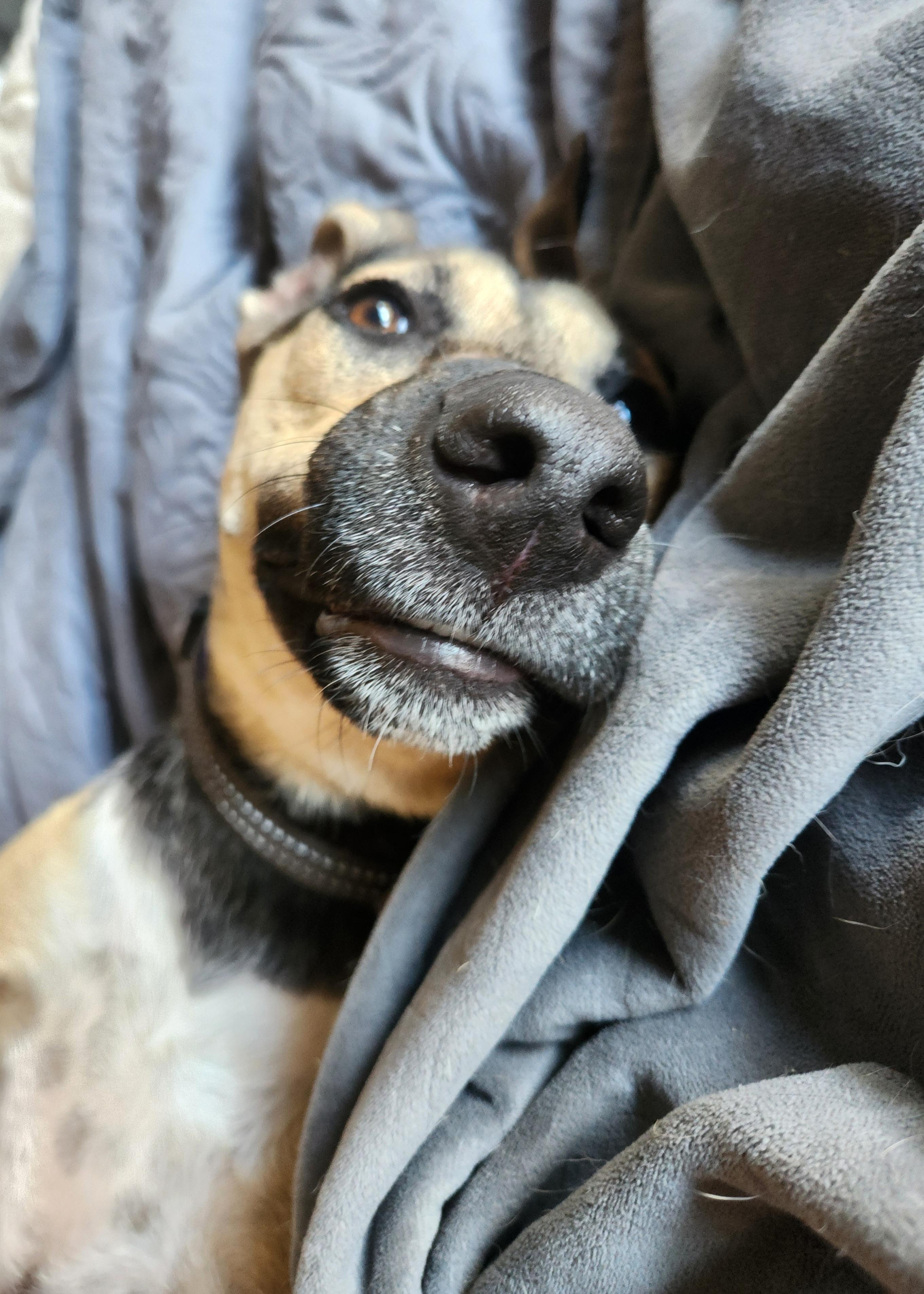 Enlarge Mariah, a Adoptable mixed breed in Killeen, TX image 5/6