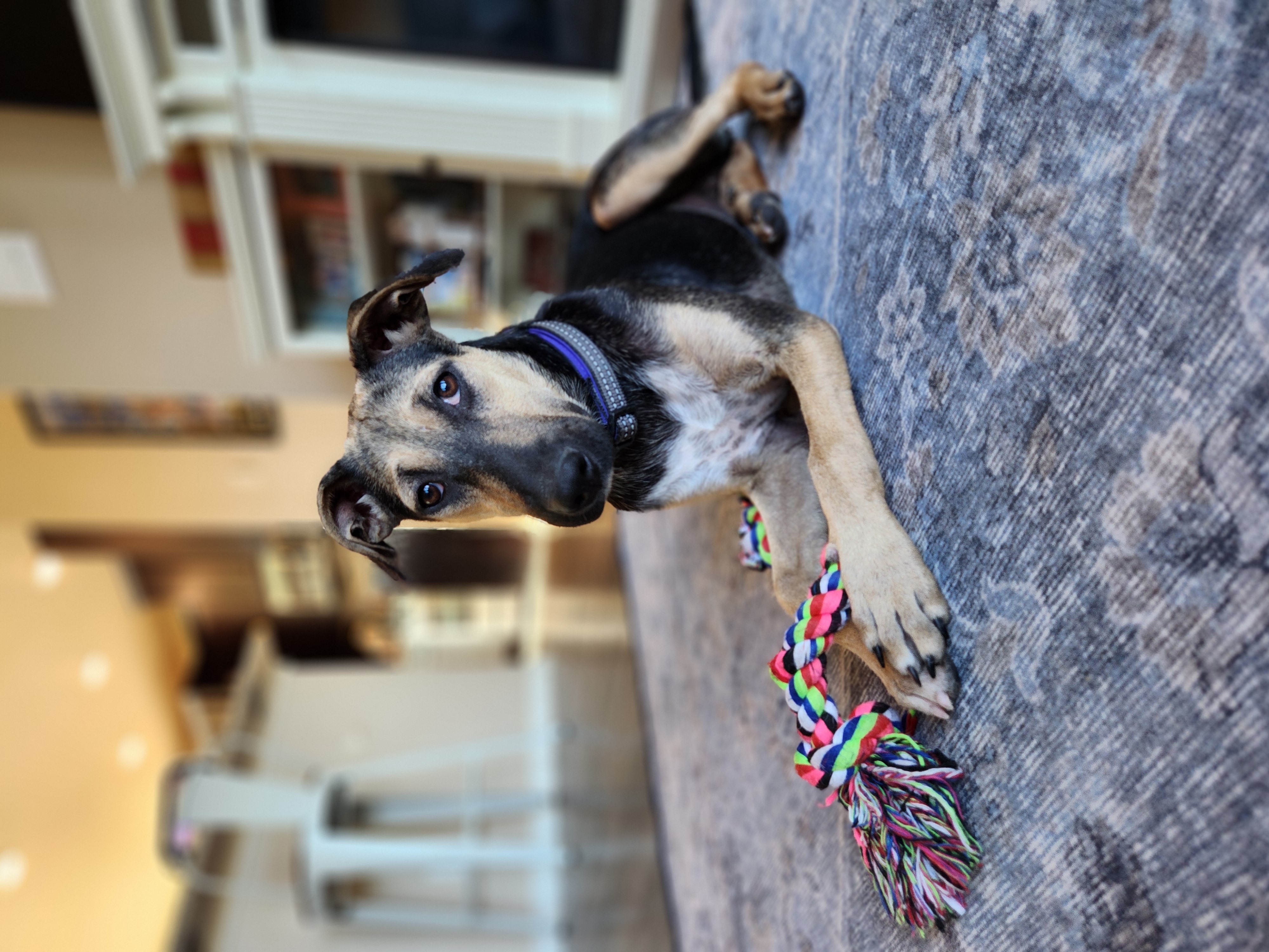 Enlarge Mariah, a Adoptable mixed breed in Killeen, TX image 2/6