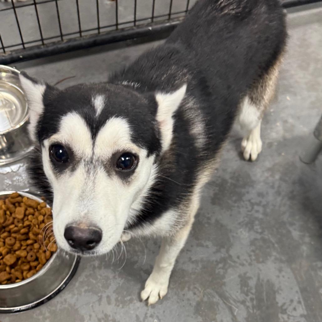 Enlarge Wade, a Adoptable mixed breed in Normal, IL image 1/2