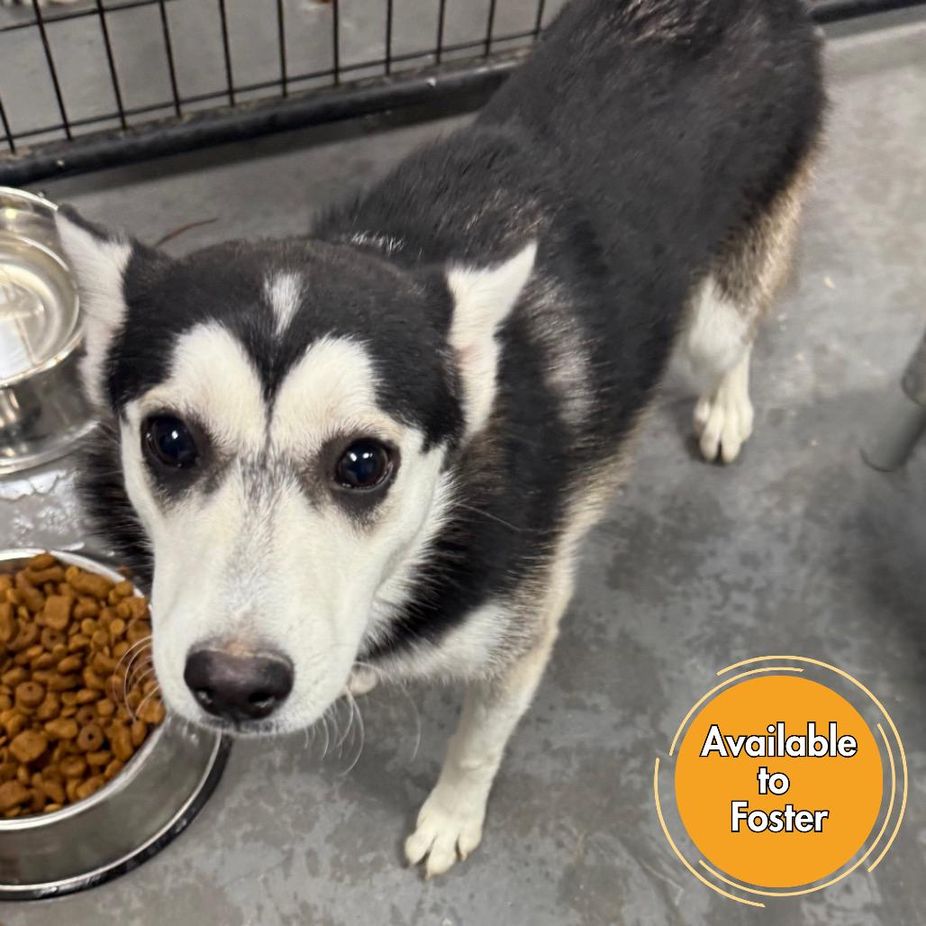 Enlarge Wade, a Adoptable mixed breed in Normal, IL image 2/2