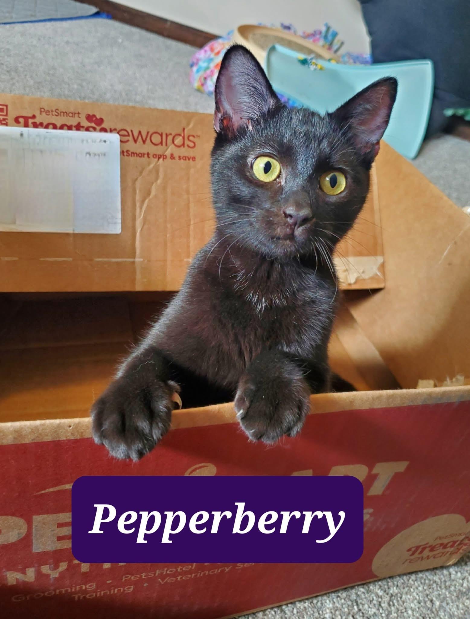 Pepperberry, Adoptable, Young Male Domestic Short Hair.