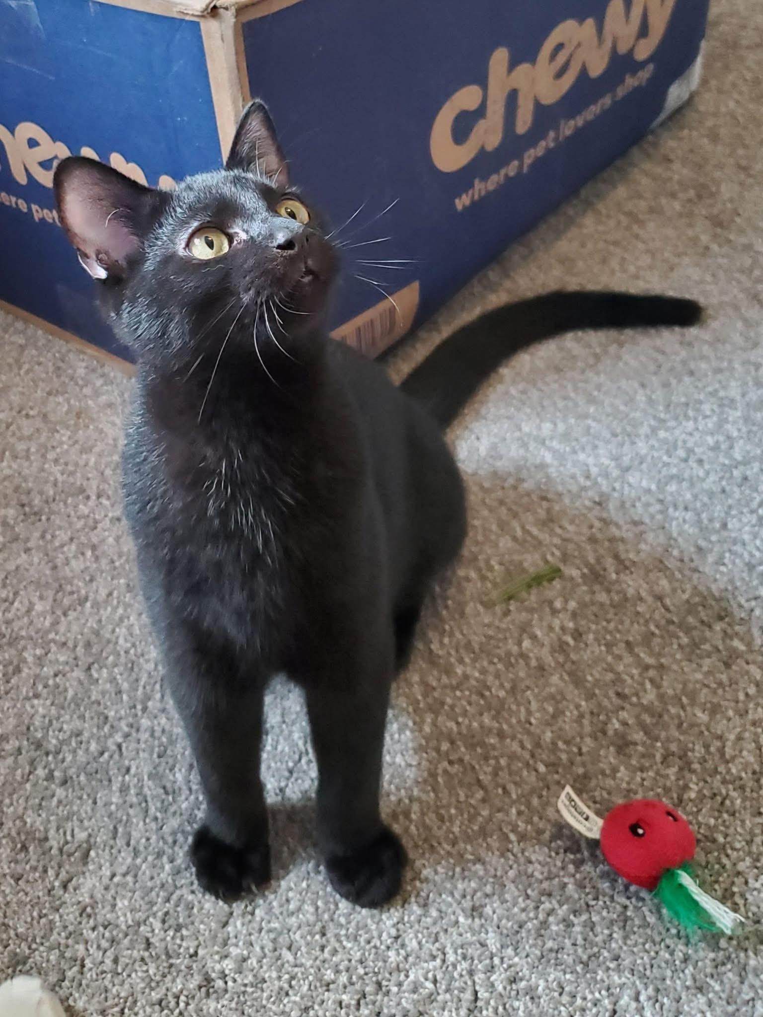 Pepperberry, a Adoptable Domestic Short Hair in Manhattan, KS image 2/6