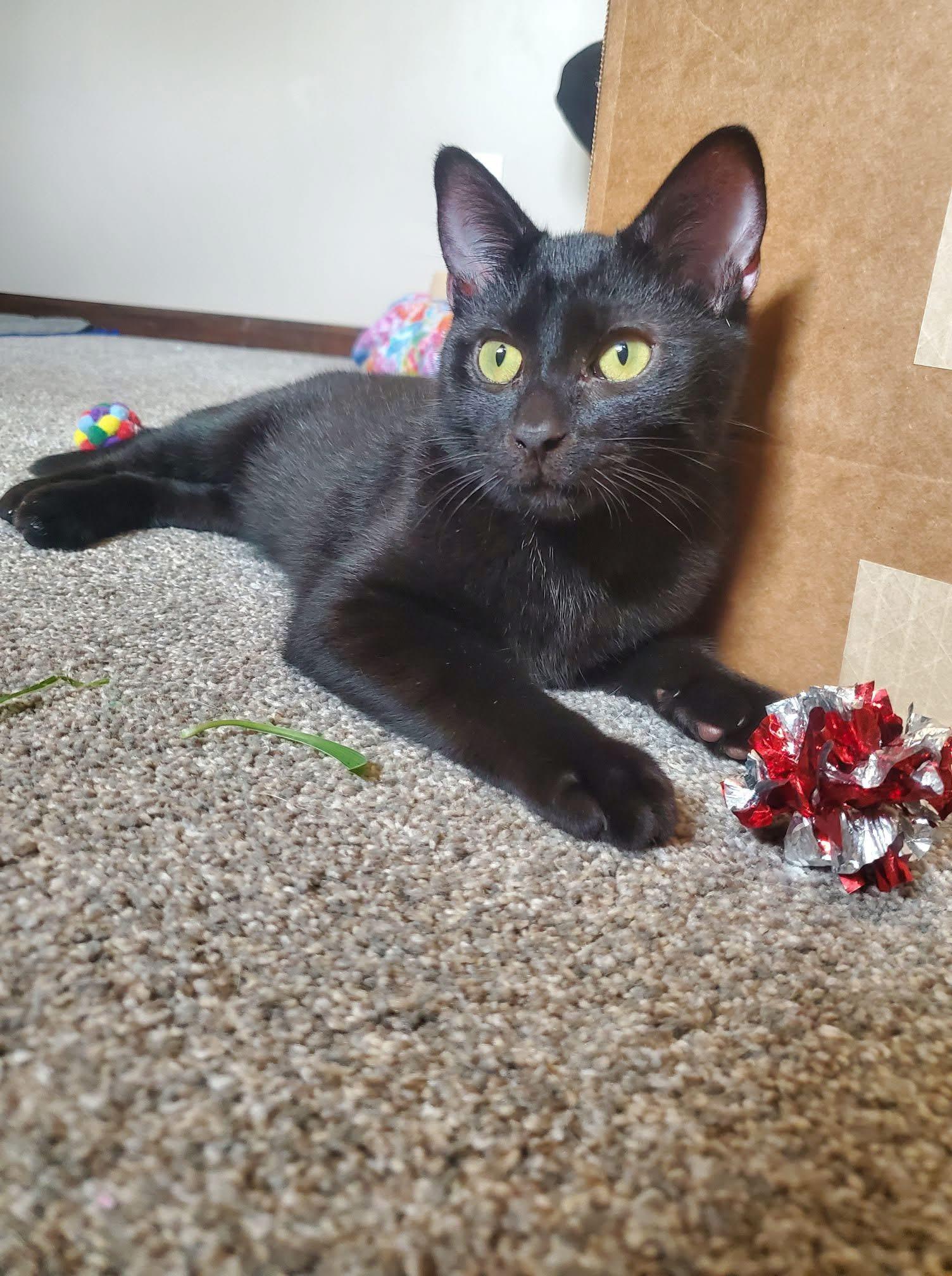 Pepperberry, a Adoptable Domestic Short Hair in Manhattan, KS image 3/6