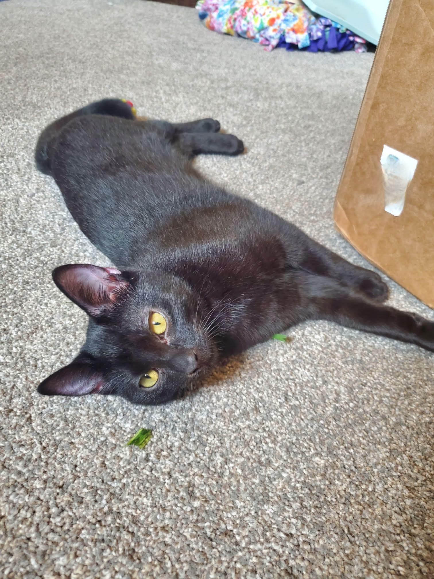 Pepperberry, a Adoptable Domestic Short Hair in Manhattan, KS image 5/6