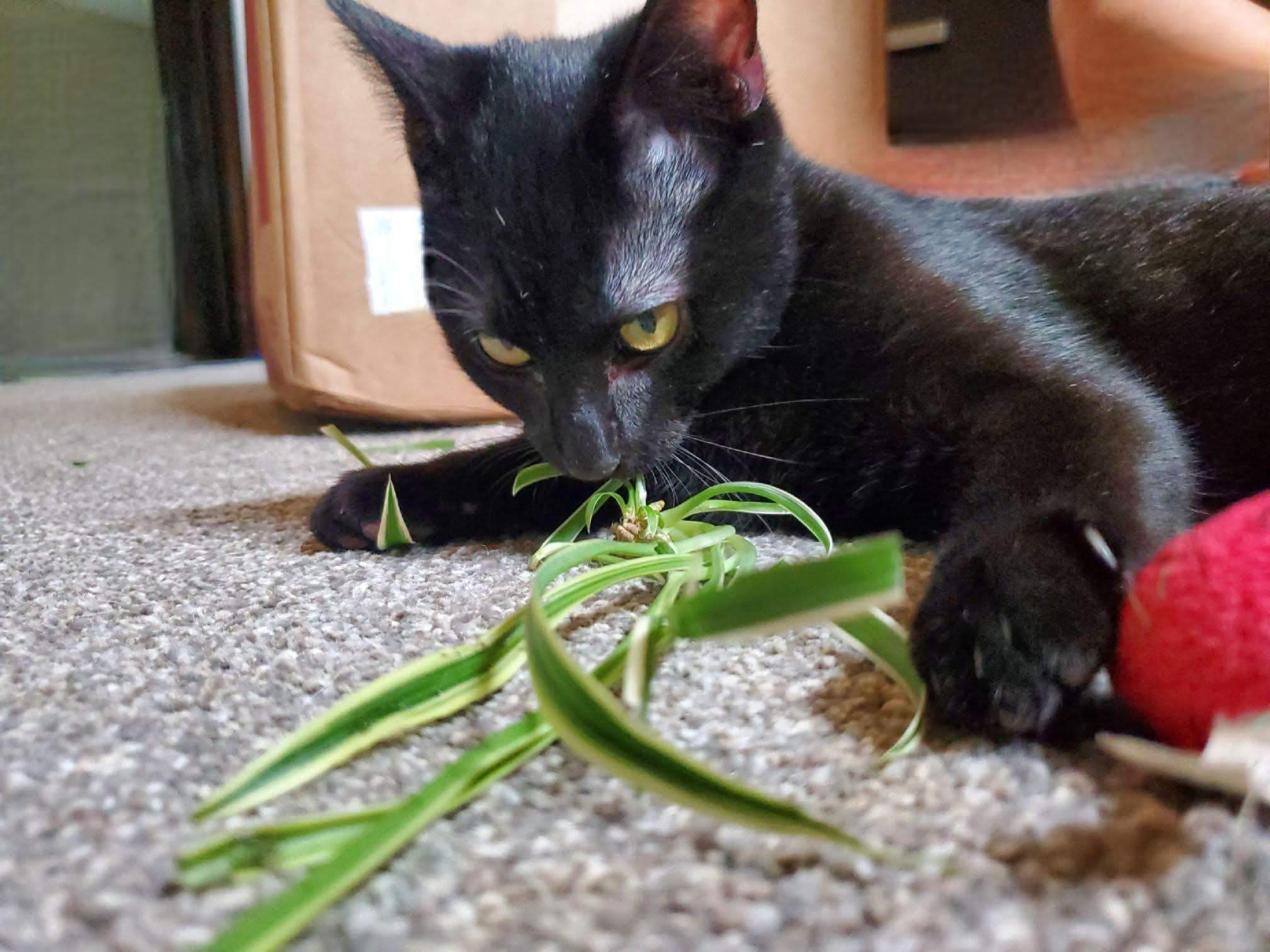 Pepperberry, a Adoptable Domestic Short Hair in Manhattan, KS image 6/6