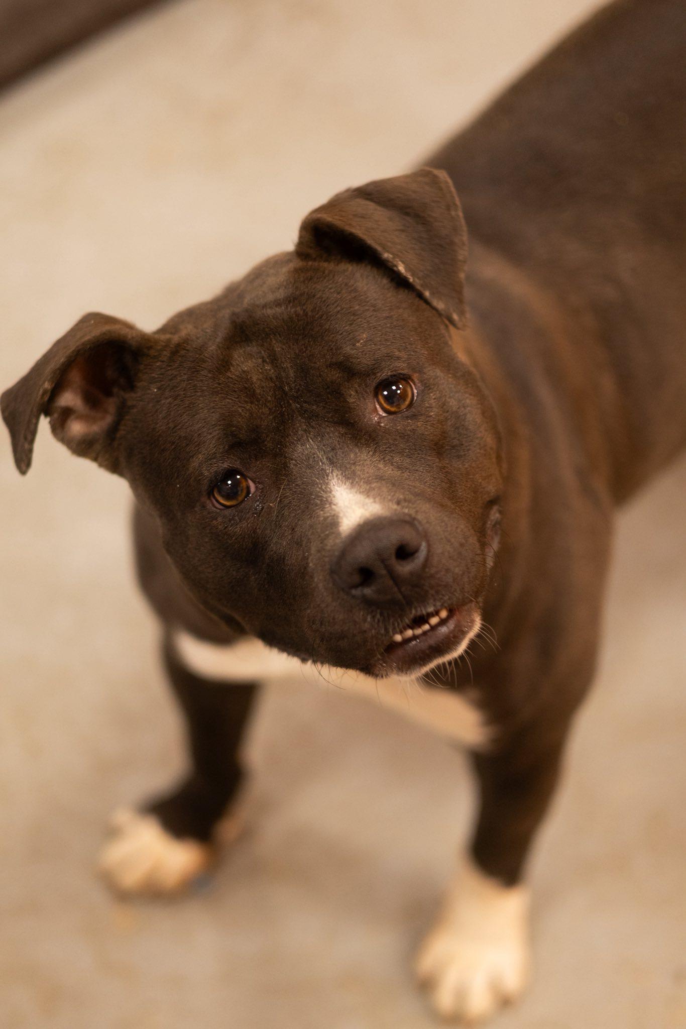 Amira, Adoptable, Puppy Female Pit Bull Terrier.