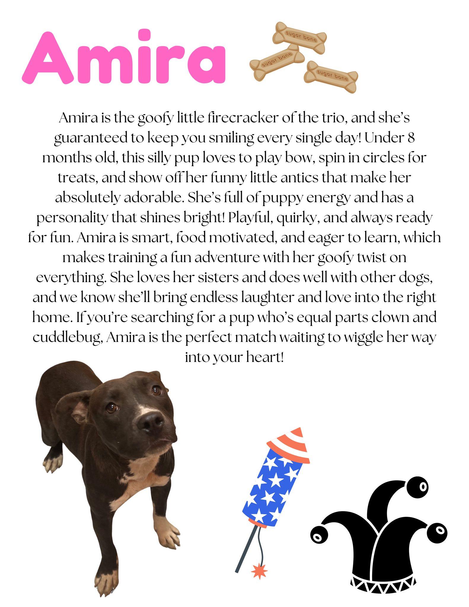 Amira, Adoptable, Puppy Female Pit Bull Terrier.