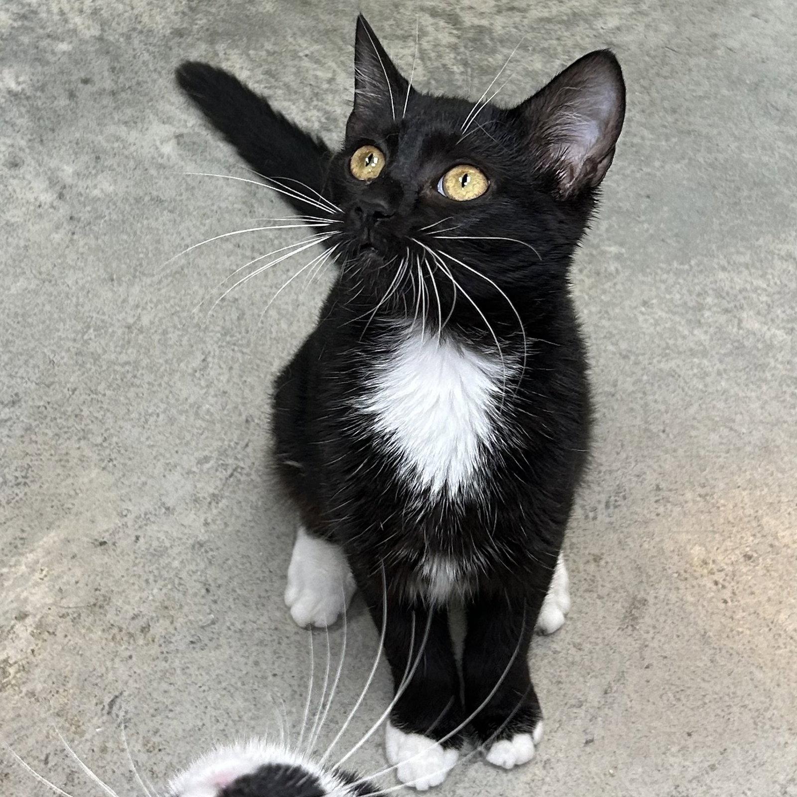 Orca 2026, Adoptable, Kitten Female Tuxedo.