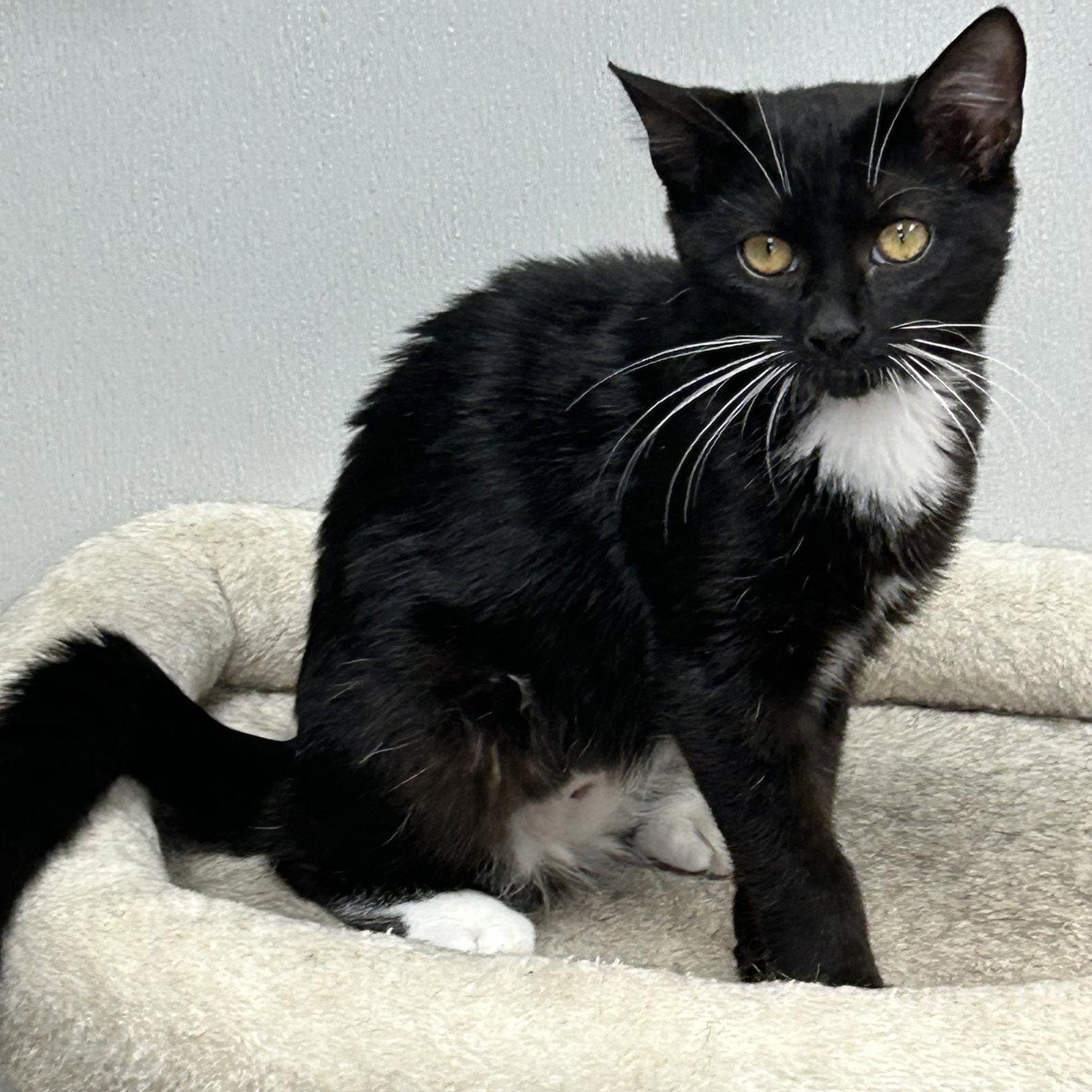 Orca 2026, a Adoptable Tuxedo in Norwood, OH image 2/3