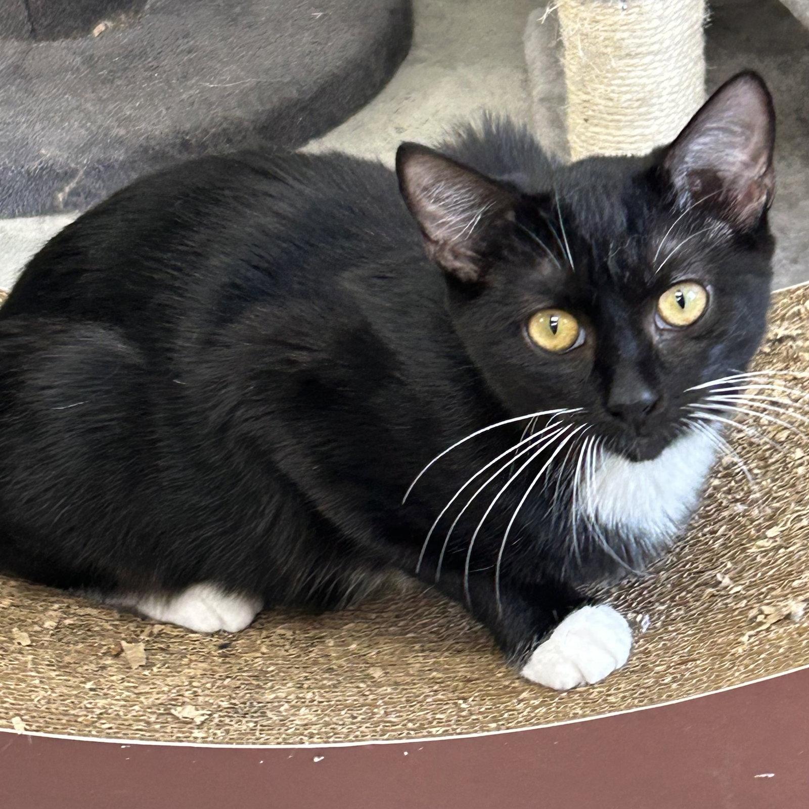 Orca 2026, Adoptable, Kitten Female Tuxedo.