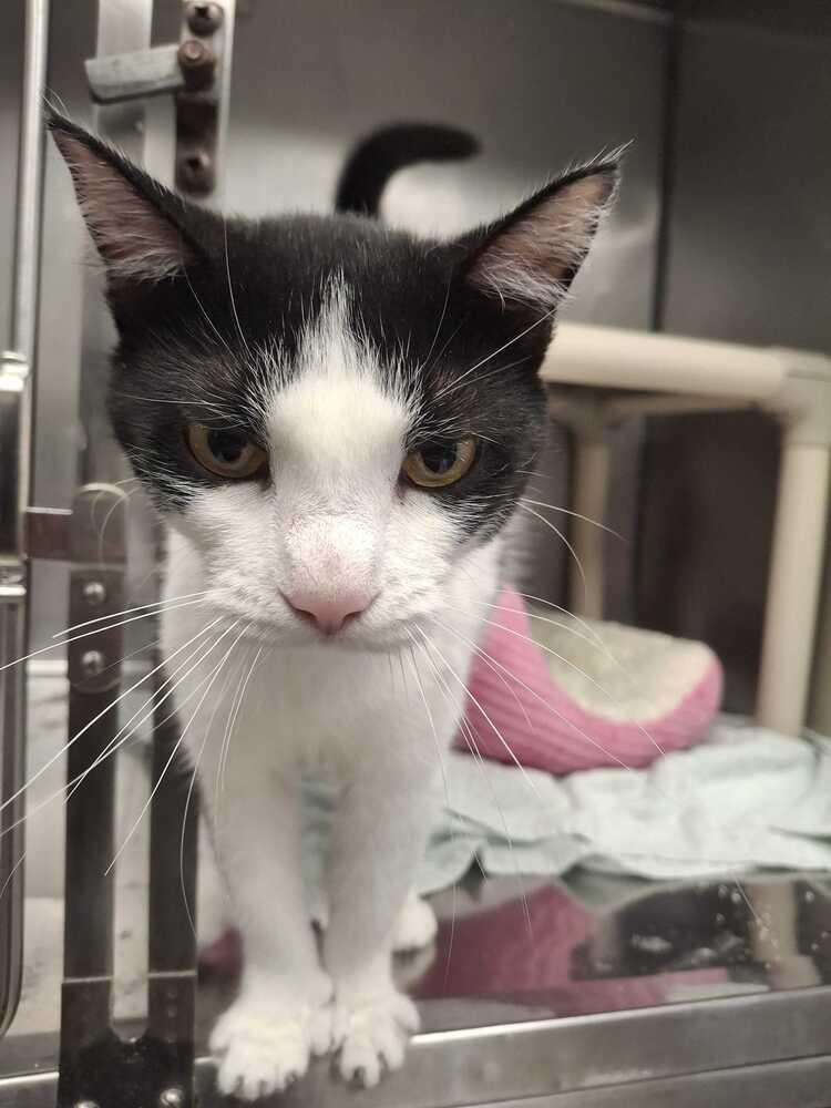 Nikki, Adoptable, Adult Female Domestic Short Hair.