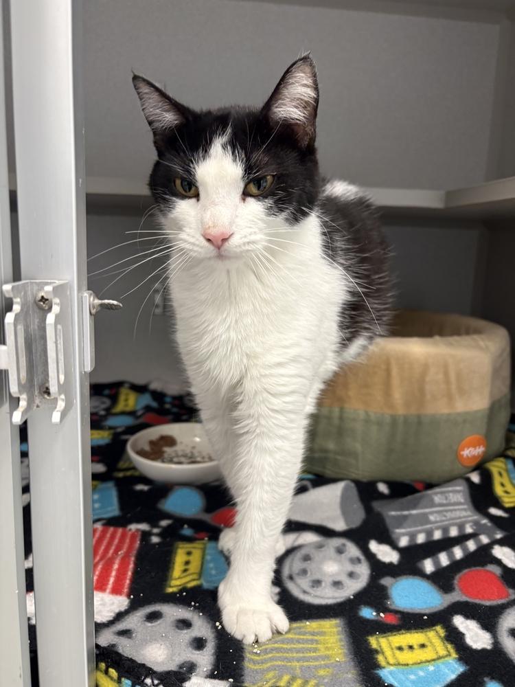 Enlarge Nikki, a Adoptable mixed breed in Bowling Green, OH image 2/2