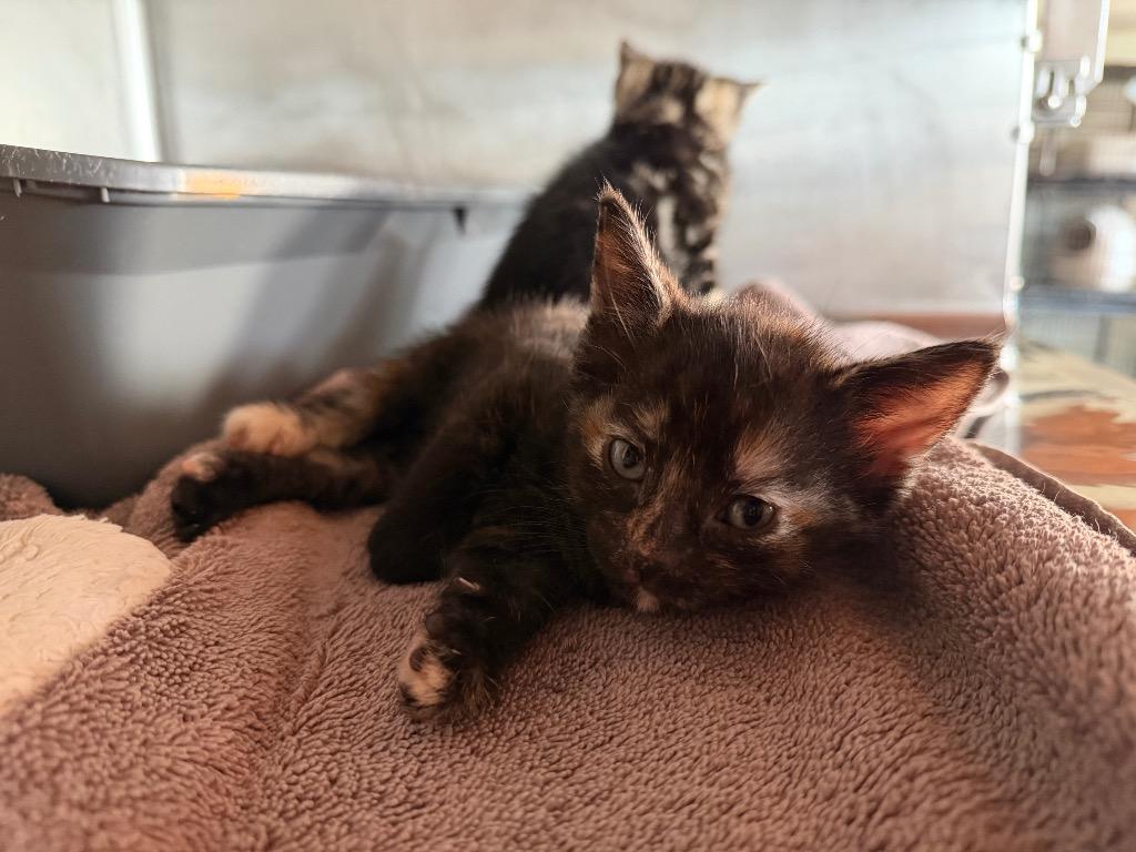 Tortellini, Adoptable, Kitten Female Domestic Short Hair.