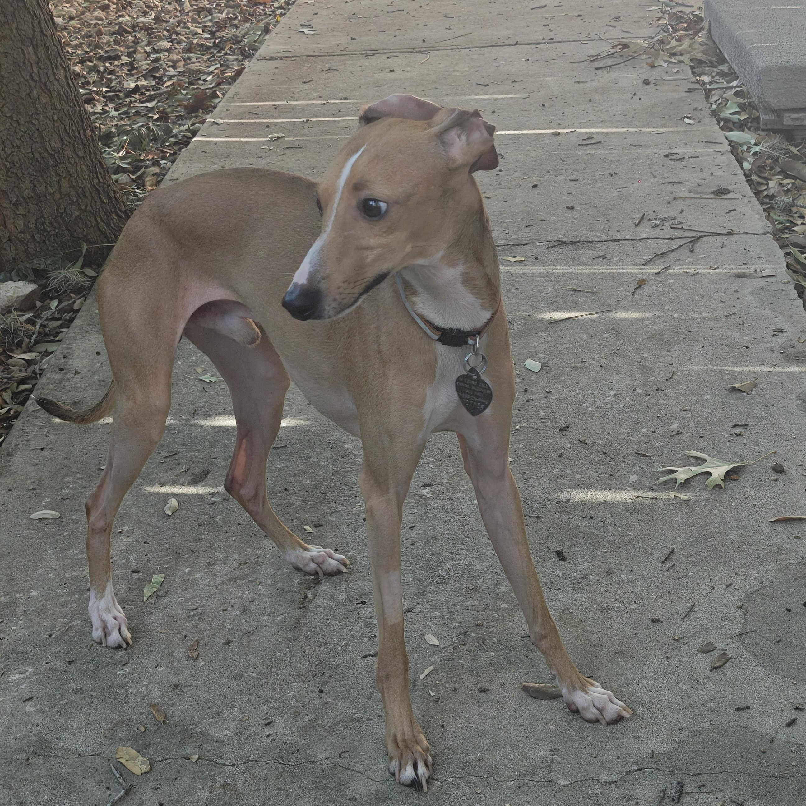 Enlarge Salvatore - San Antonio, an adoptable Italian Greyhound in Bellaire, TX image 4/5