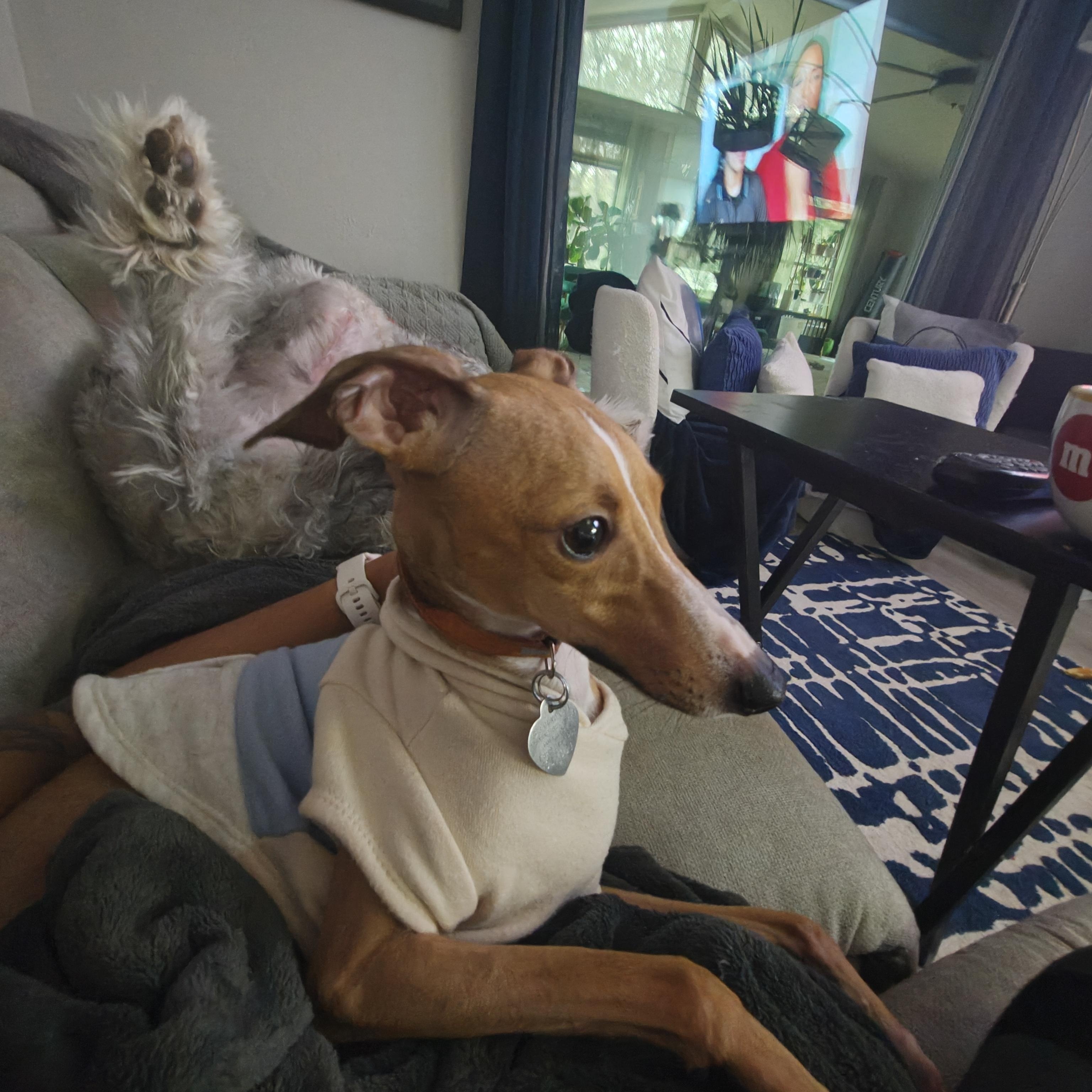 Salvatore - San Antonio, adoptable, Adult Male Italian Greyhound.