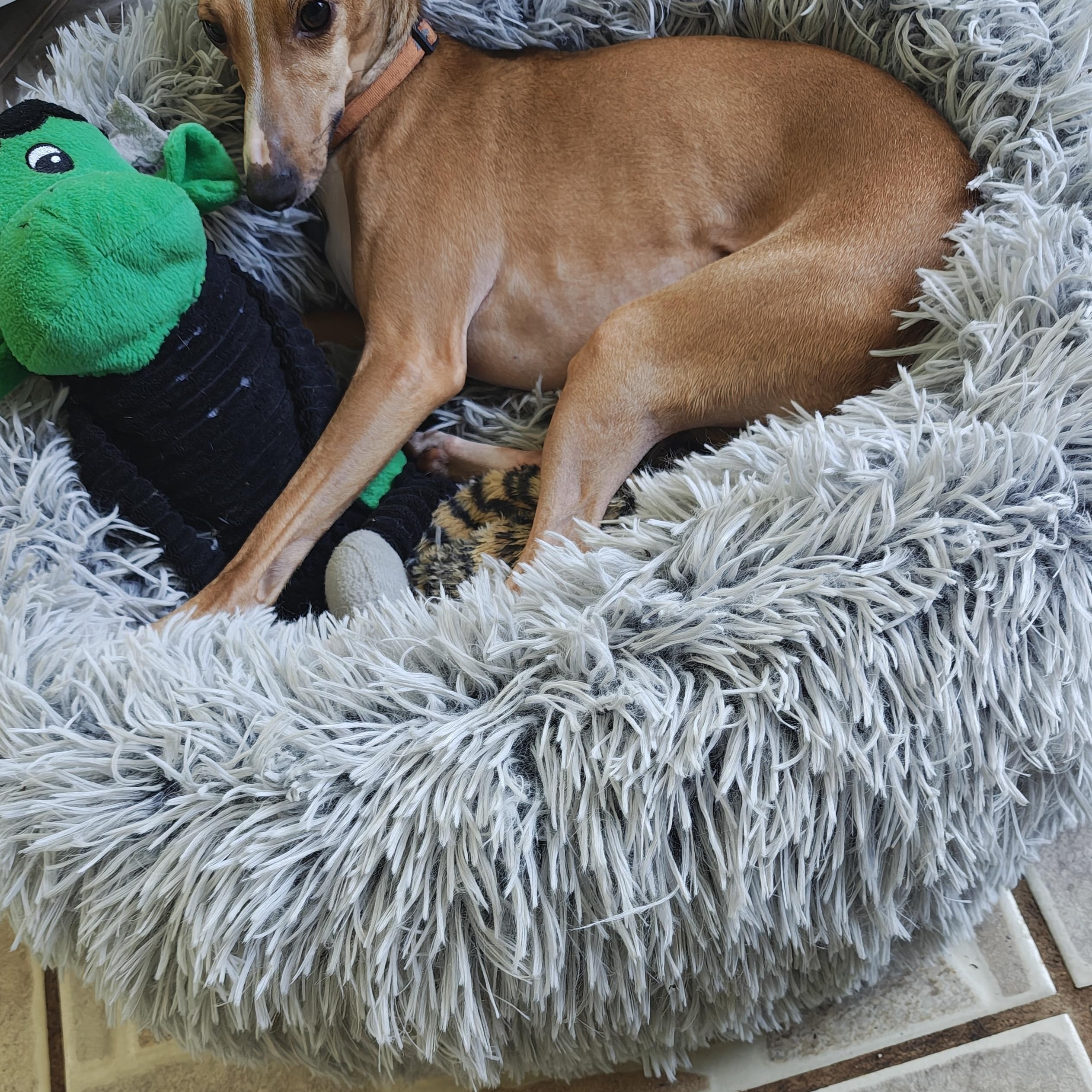 Enlarge Salvatore - San Antonio, an adoptable Italian Greyhound in Bellaire, TX image 3/5
