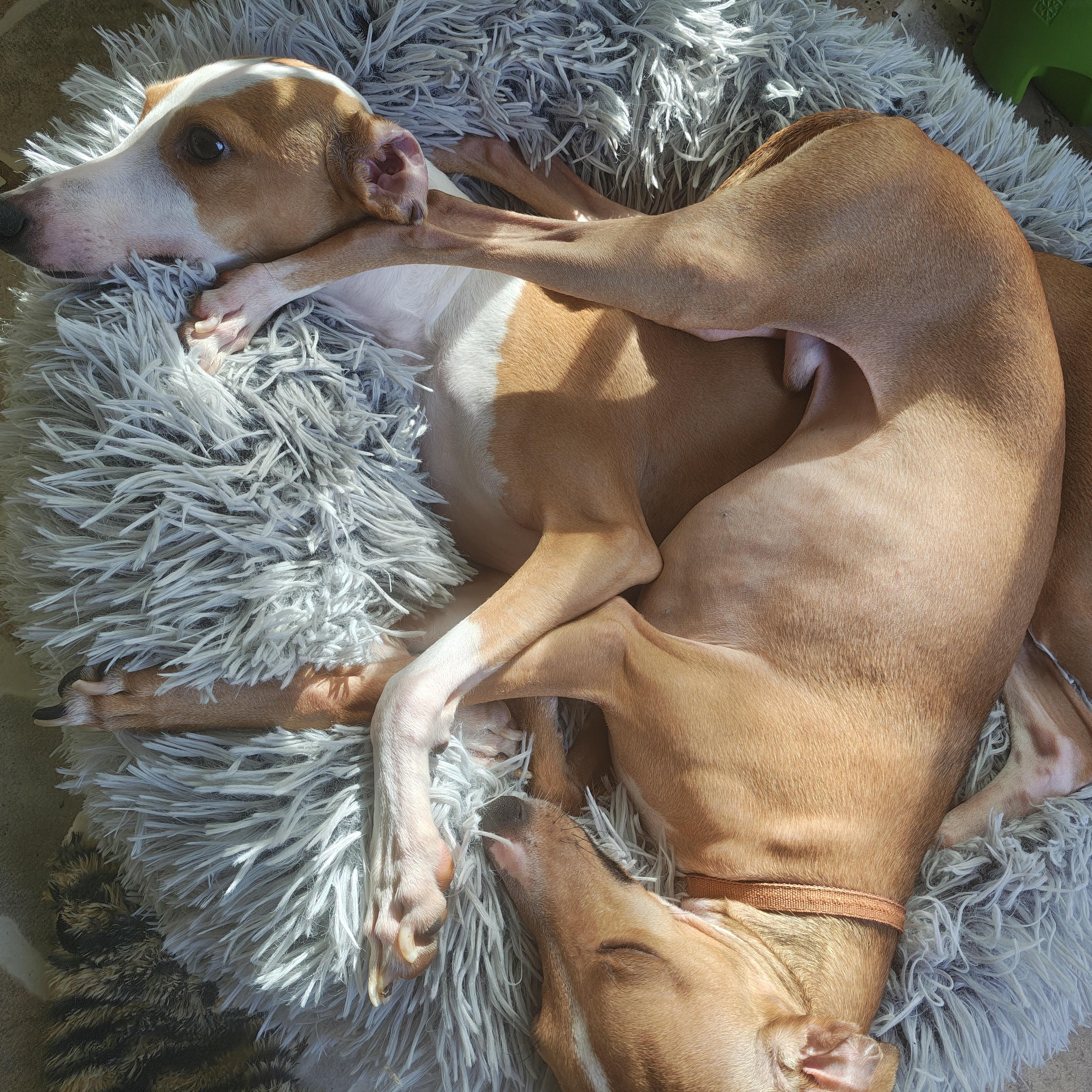 Enlarge Salvatore - San Antonio, an adoptable Italian Greyhound in Bellaire, TX image 2/5